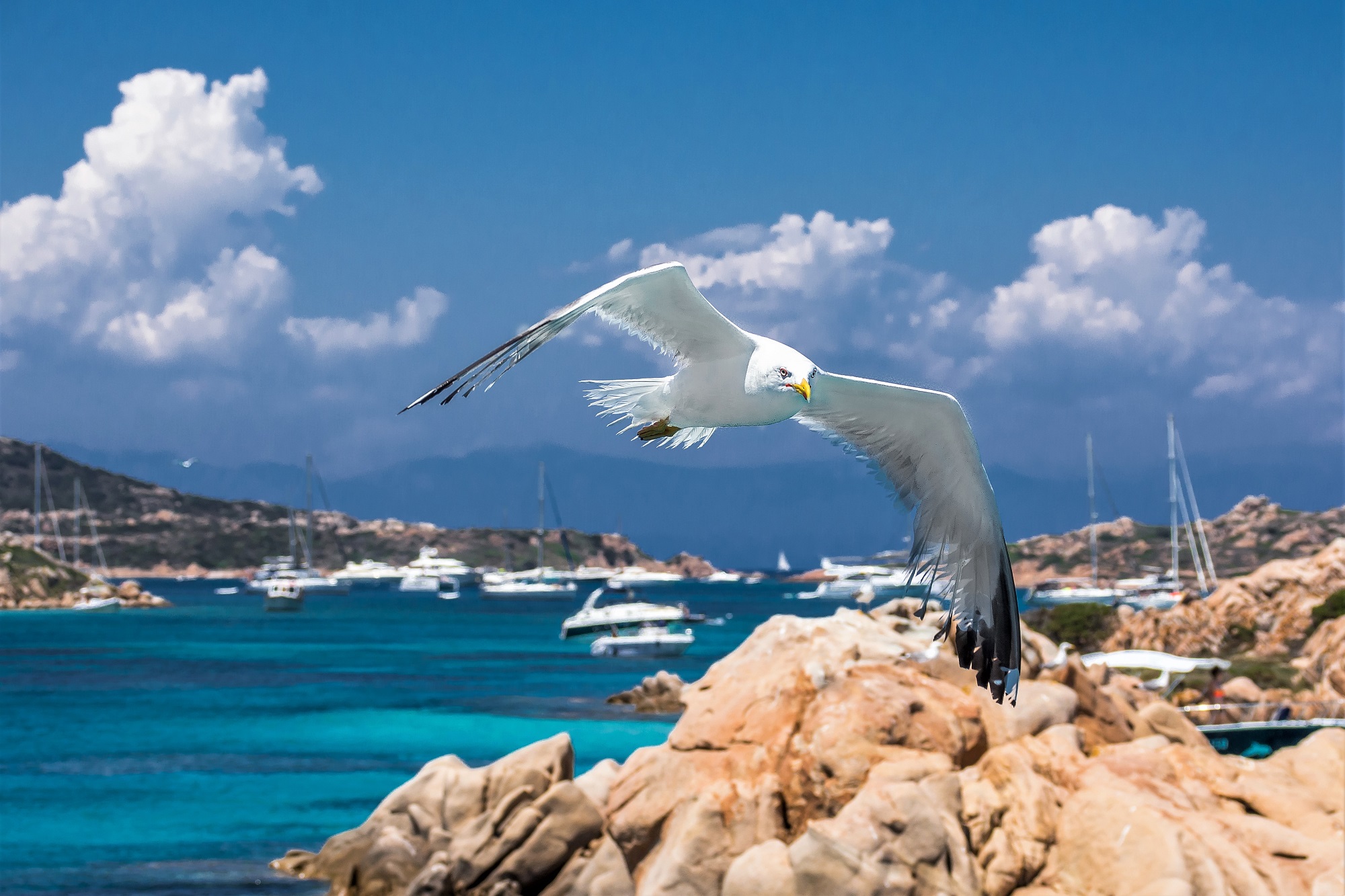 "Le ali della libertà"