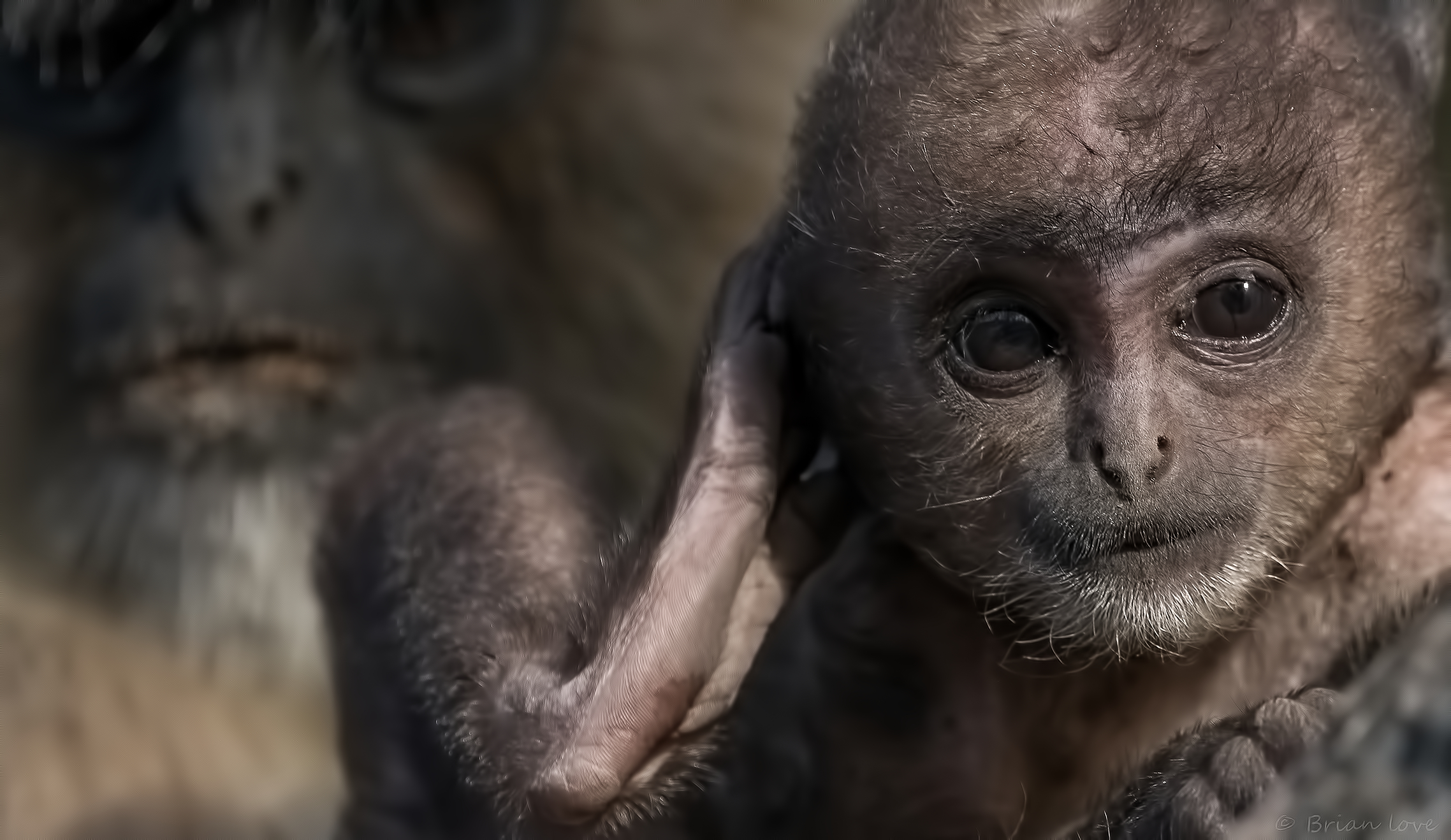 Gratta quel prurito!