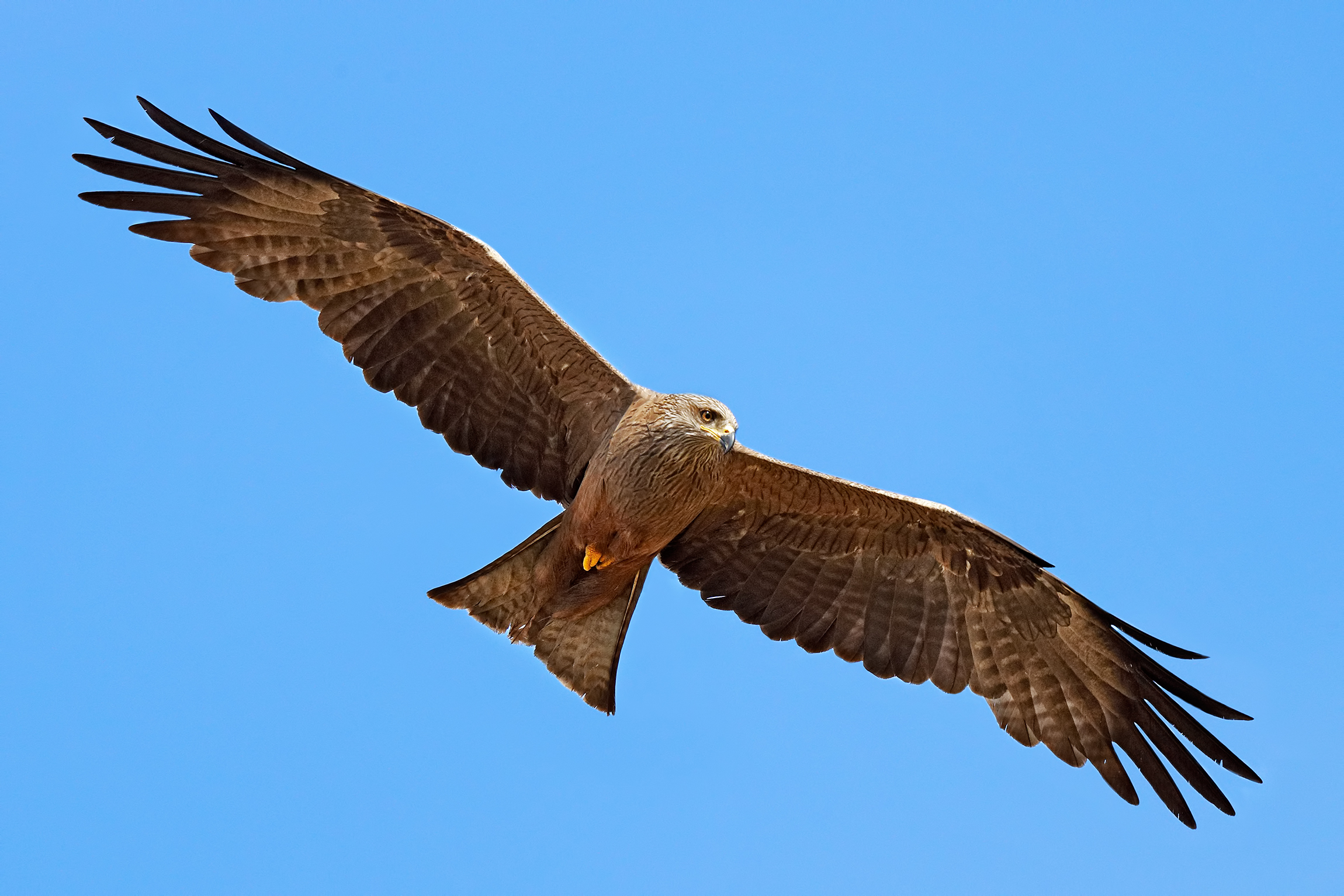 Brown kite