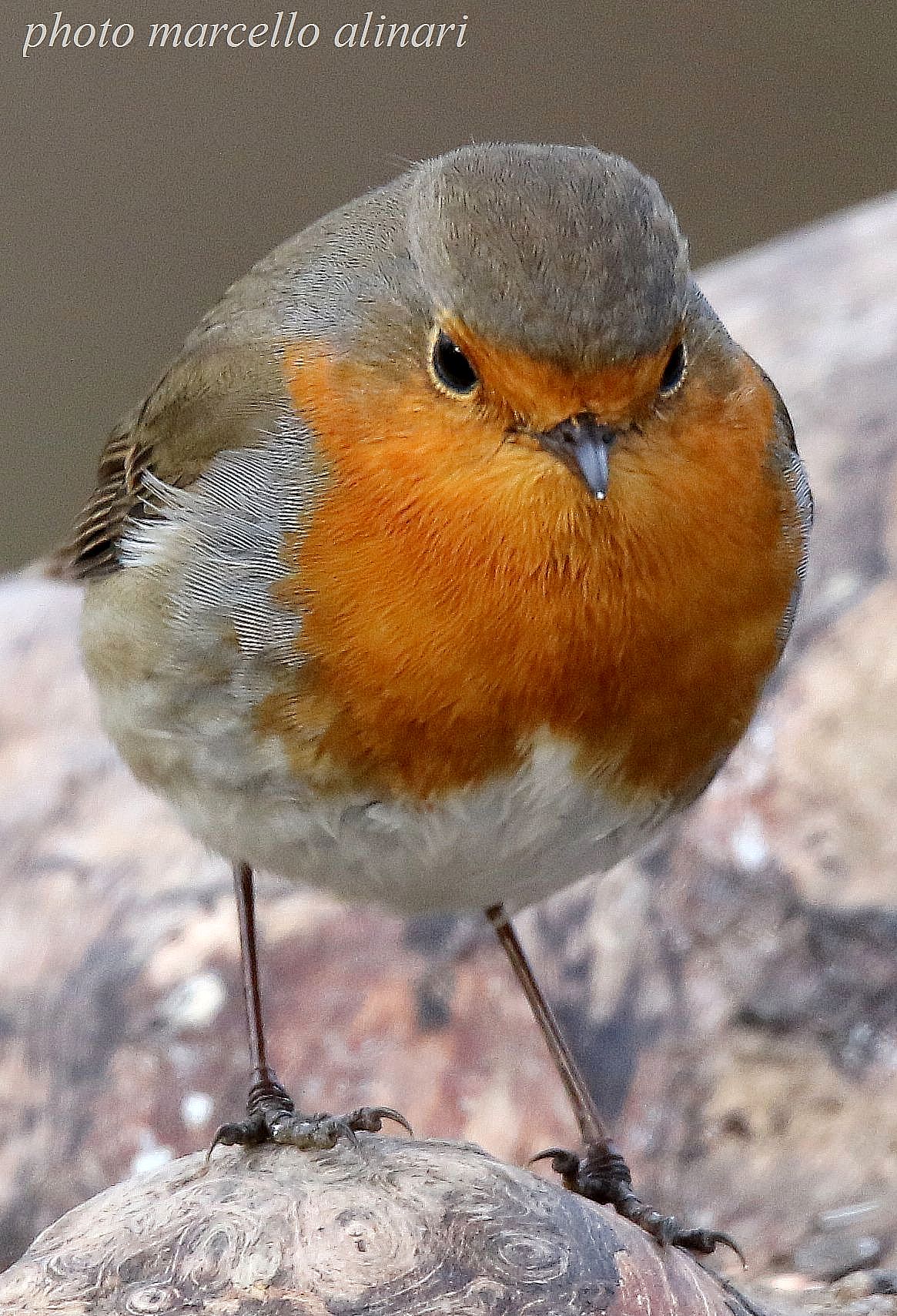 un paffutello pettirosso