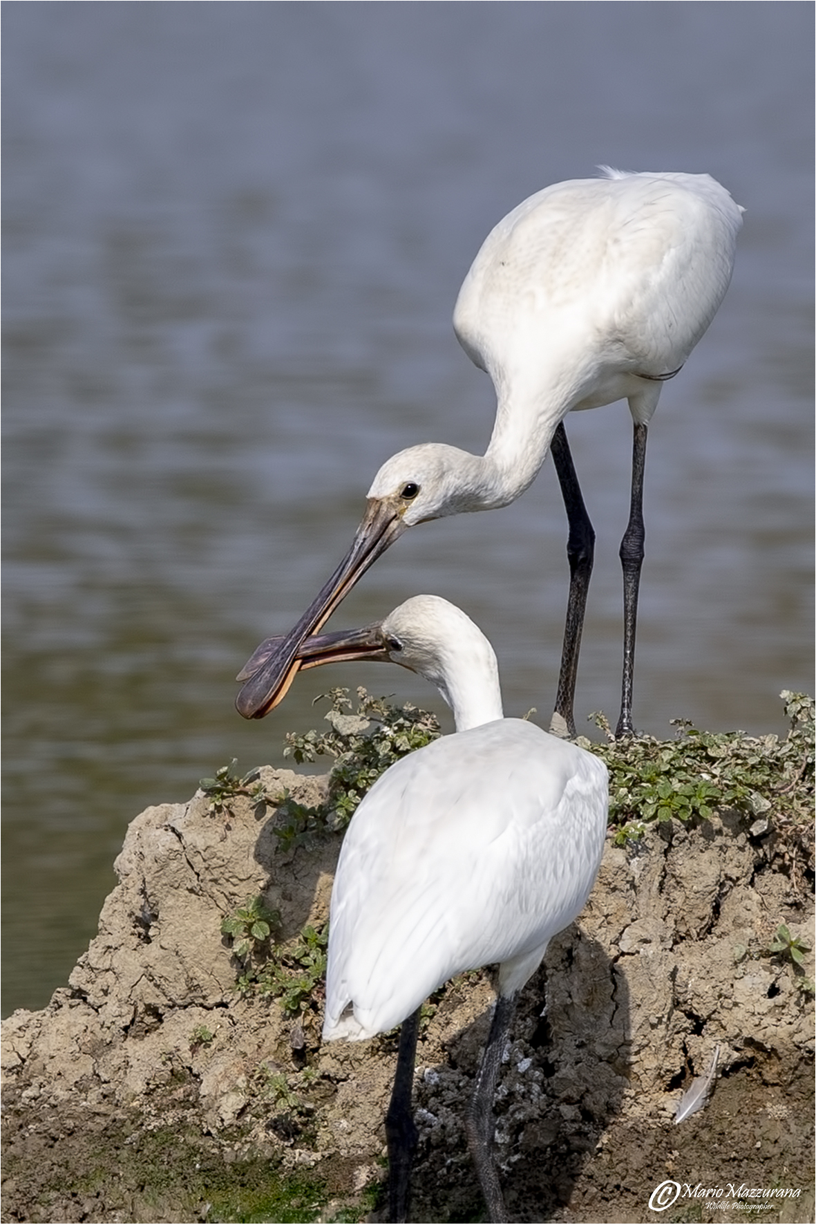 "Il bacio delle spatole"