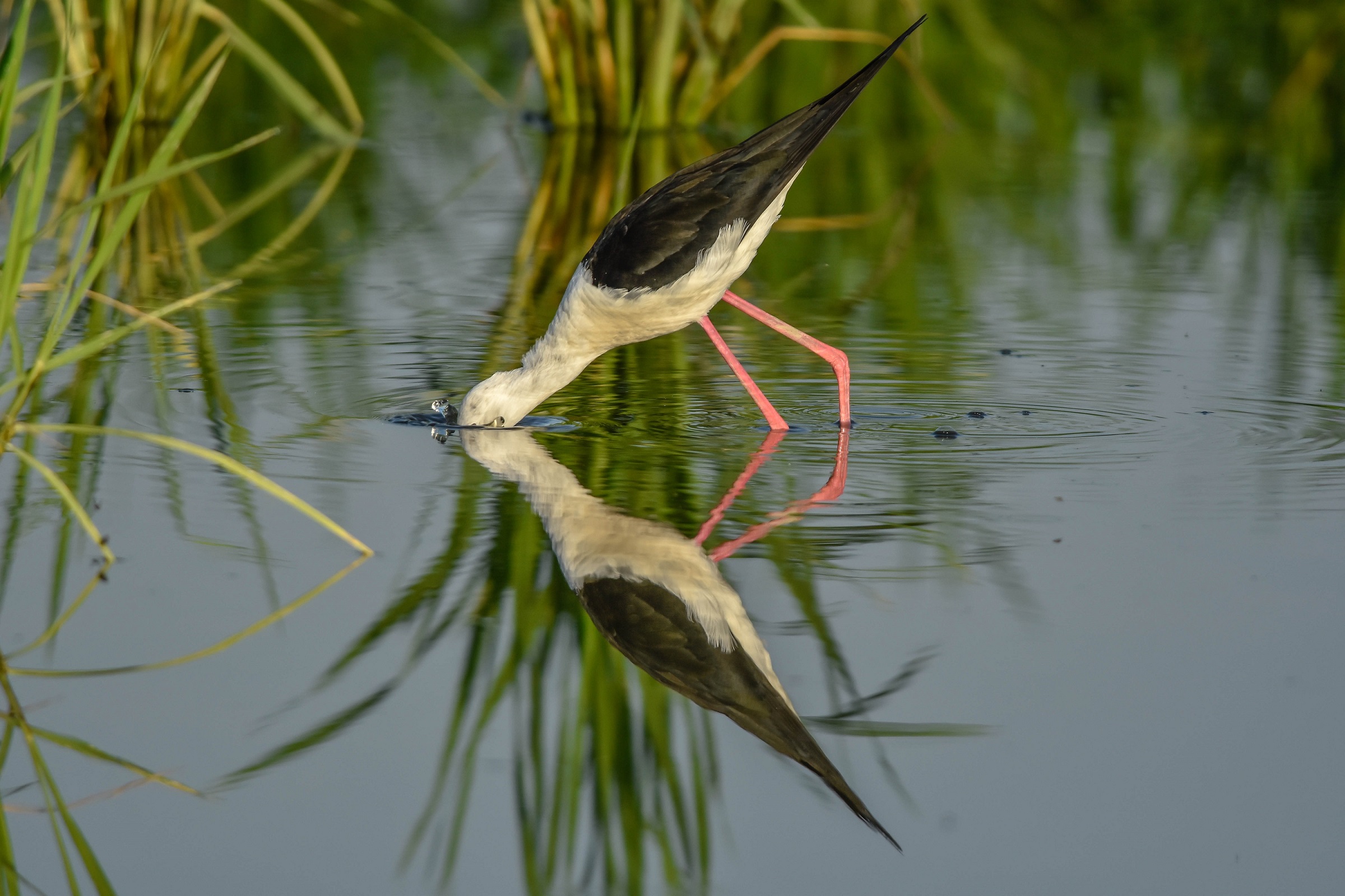 Pesca subaquea
