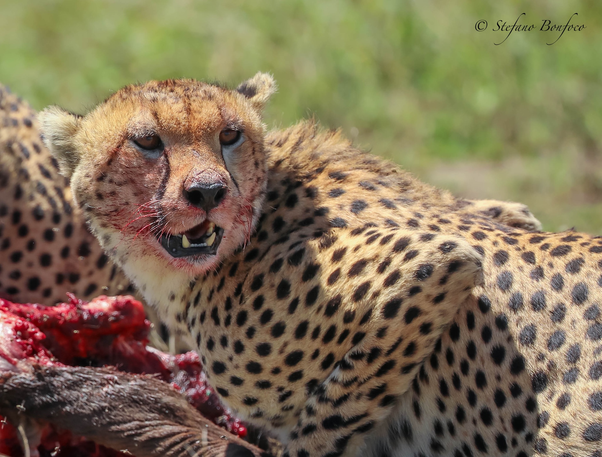 Cheetah (Acinonyx jubatus)