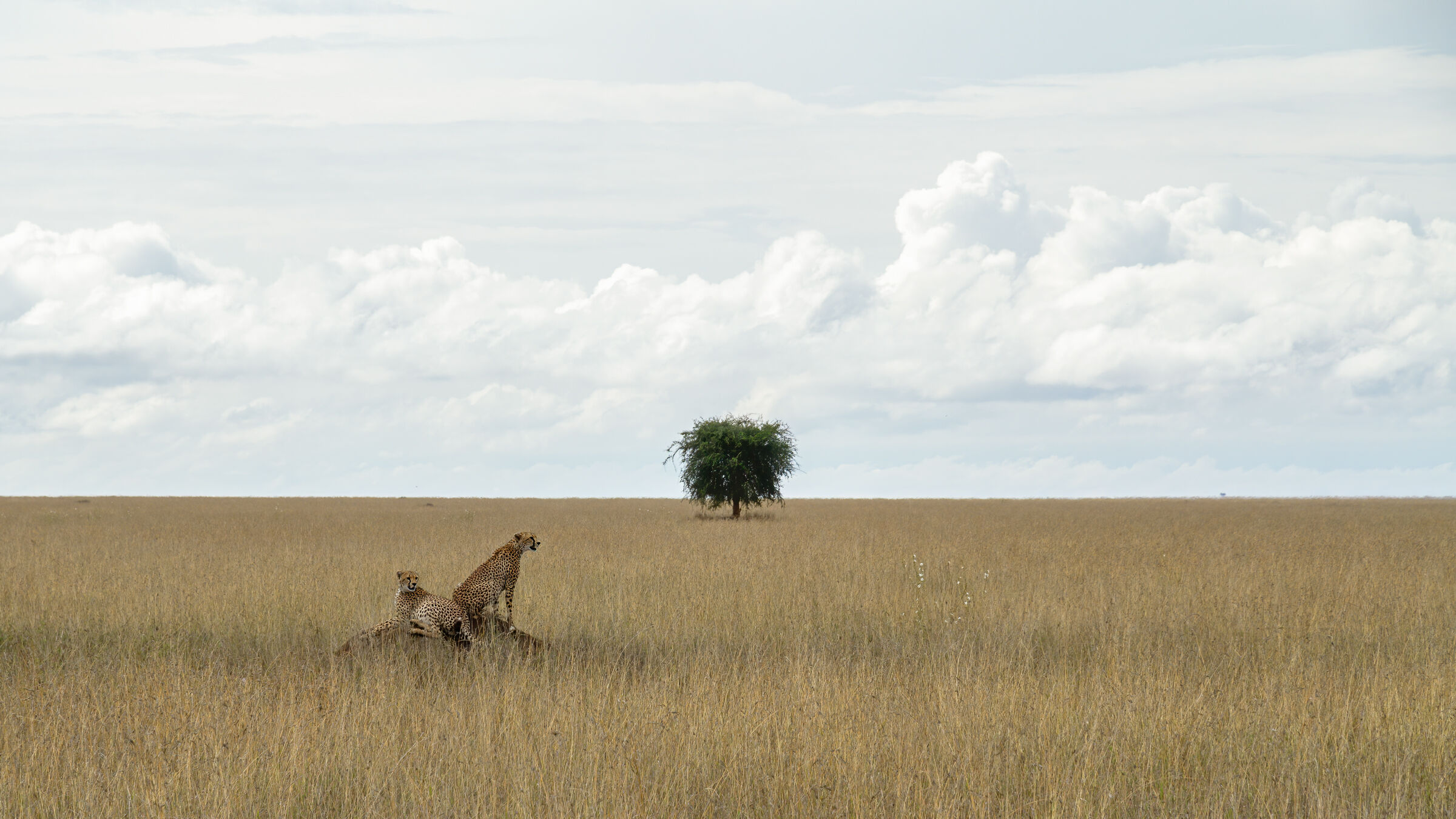 Serengeti