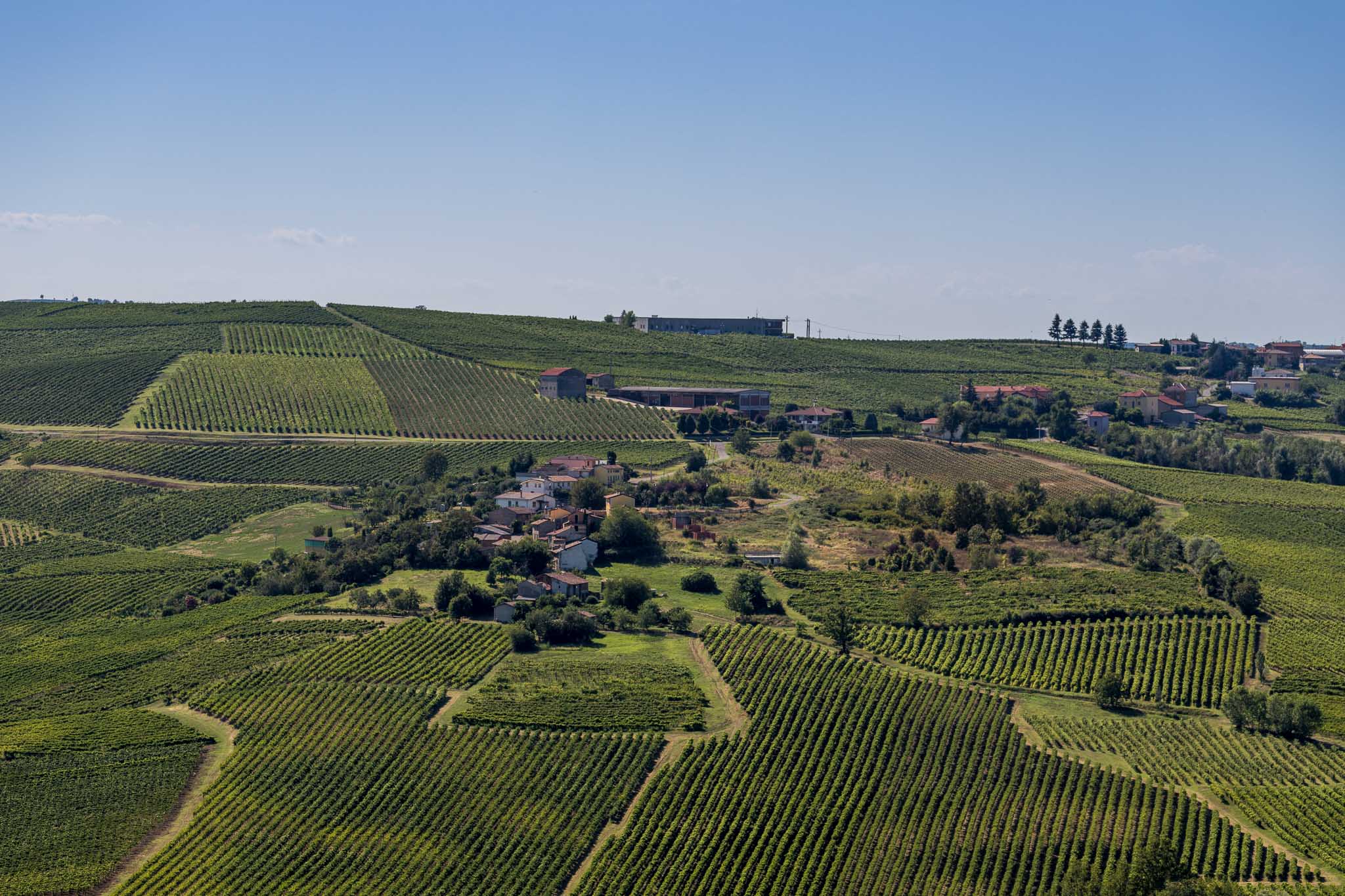 Vineyards in Val Tidone