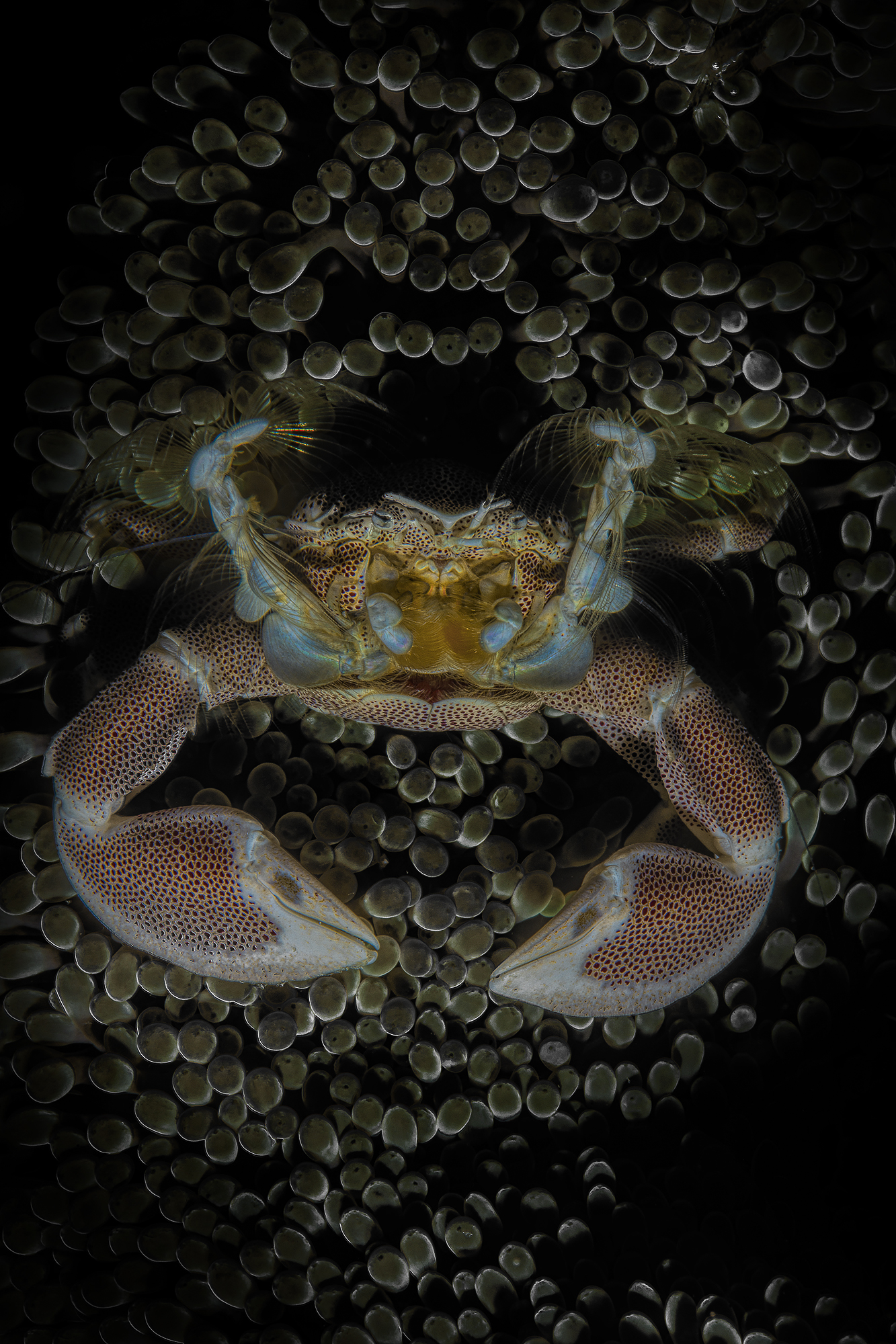 porcelain crab Neopetrolisthes maculatus