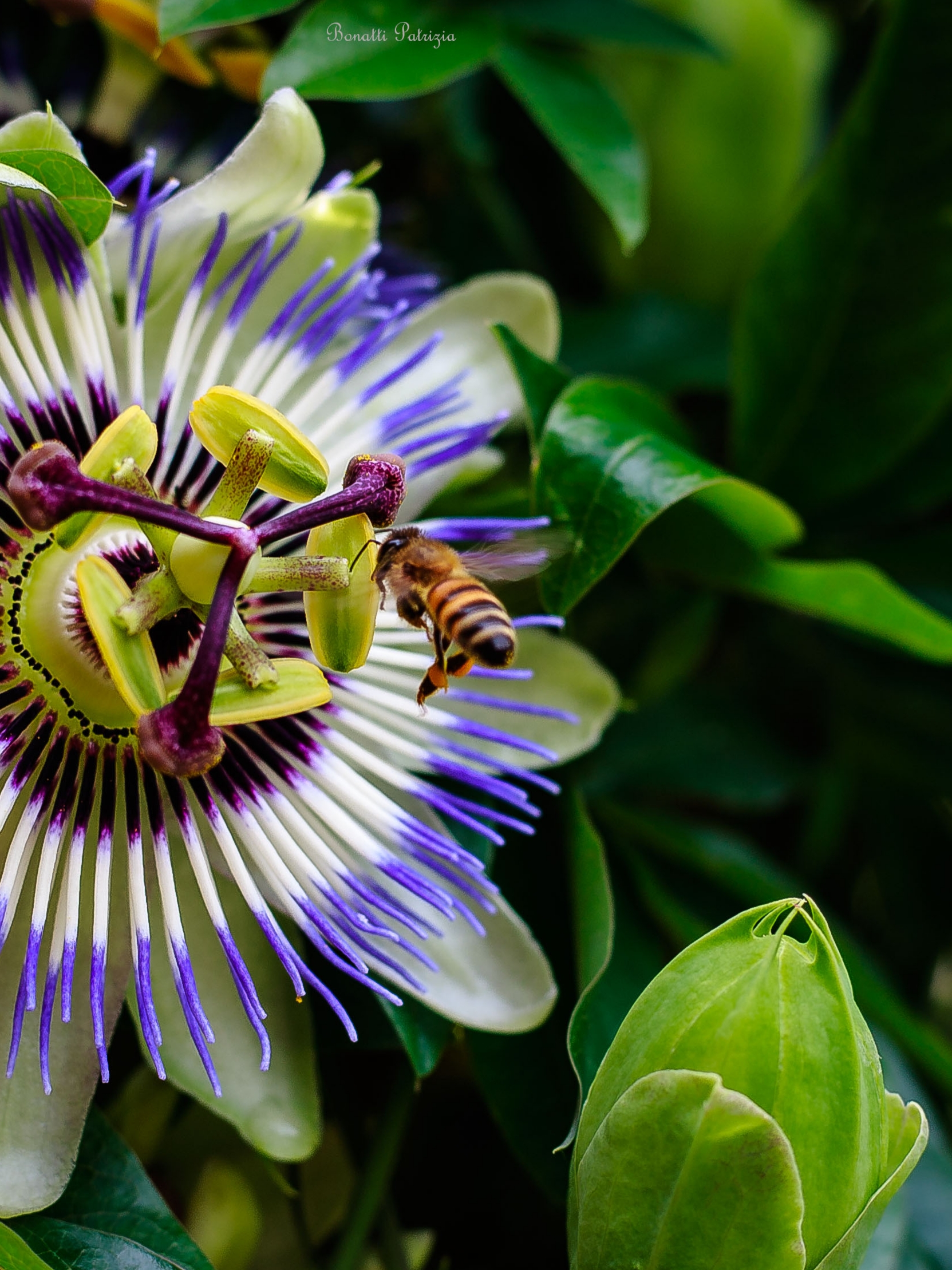 The bee and the passiflora