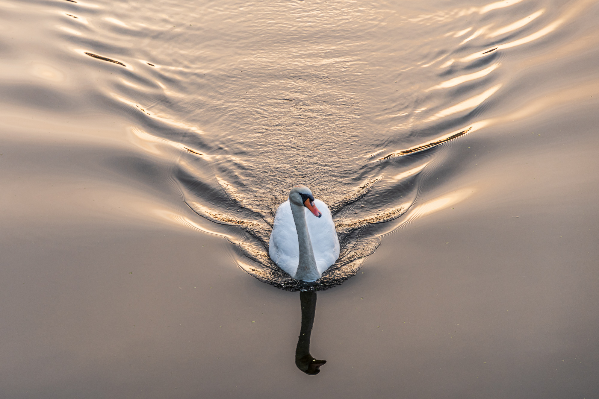 Swan At Daybreak