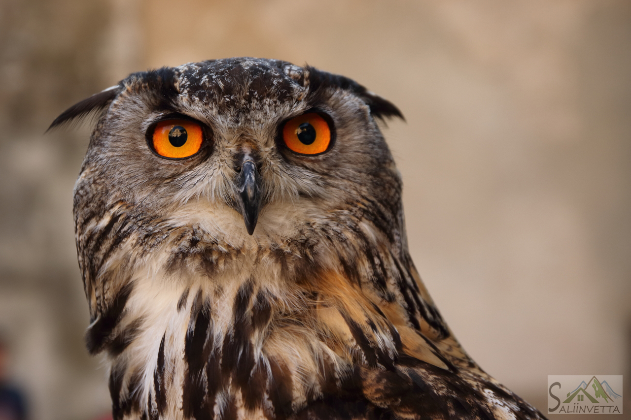 Gufo Reale Europeo a Primaluna (Lc) in Valsassina
