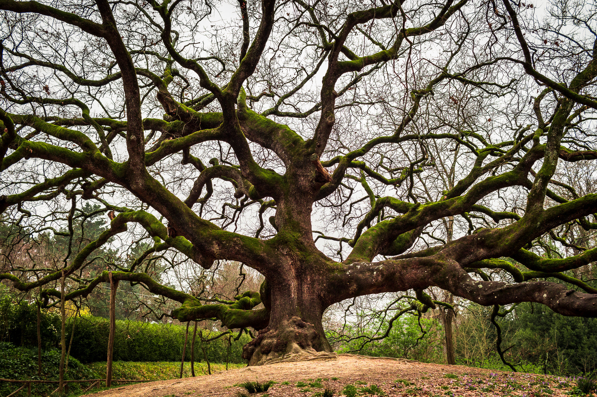 The Witch Oak #1