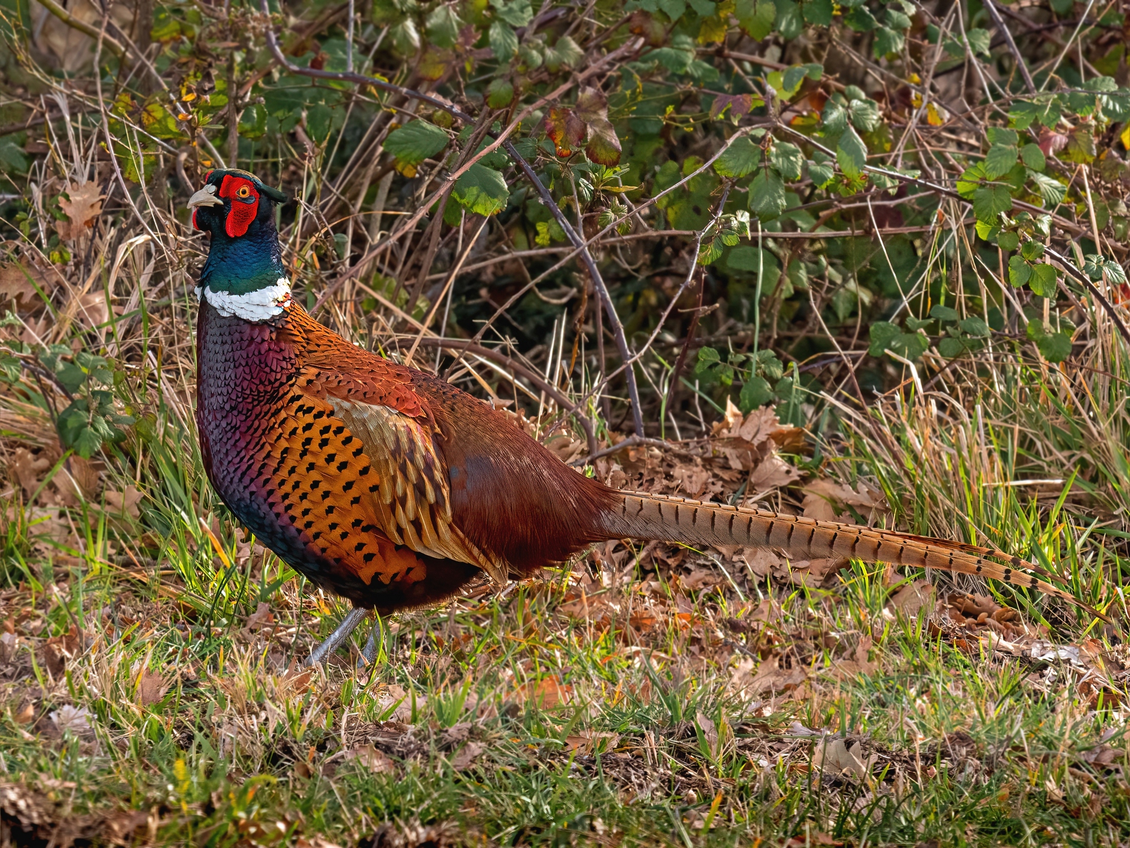 Pheasant