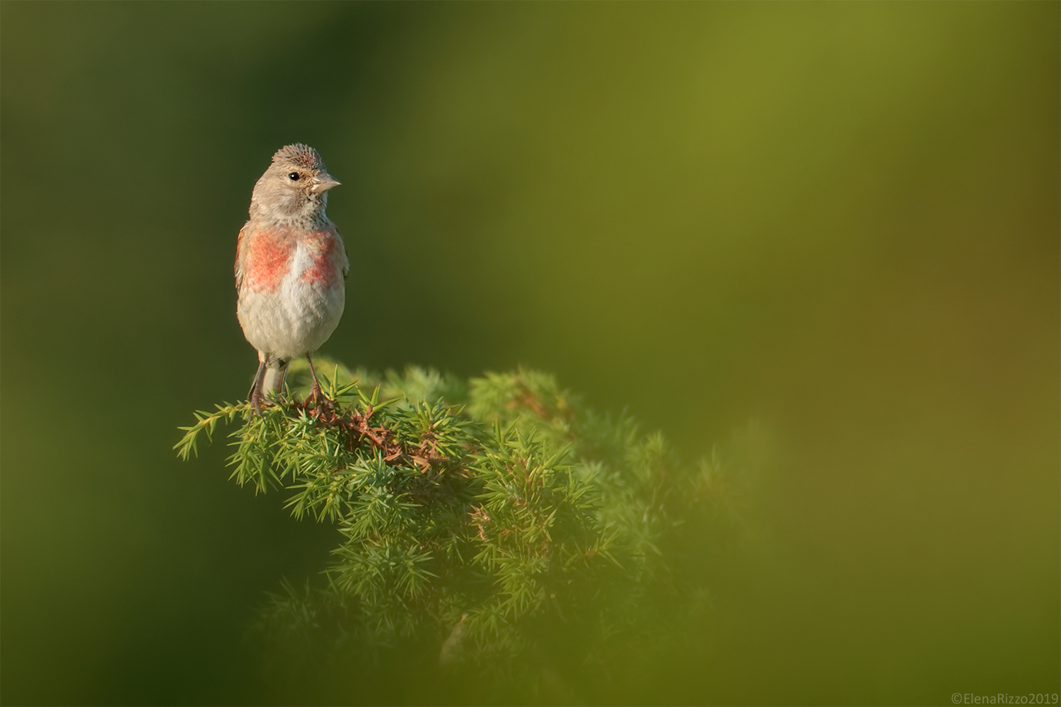 Linnet