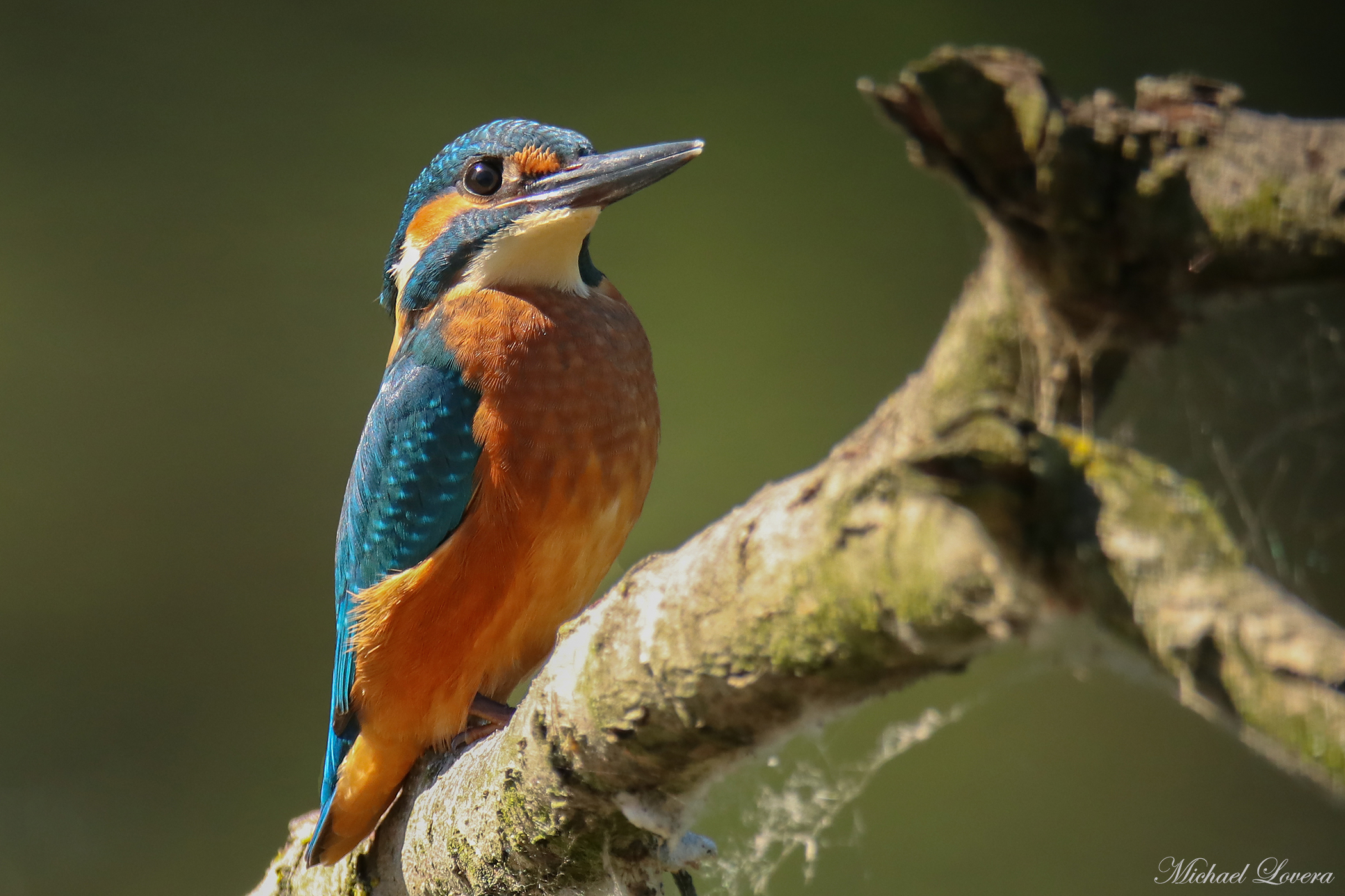 Kingfisher