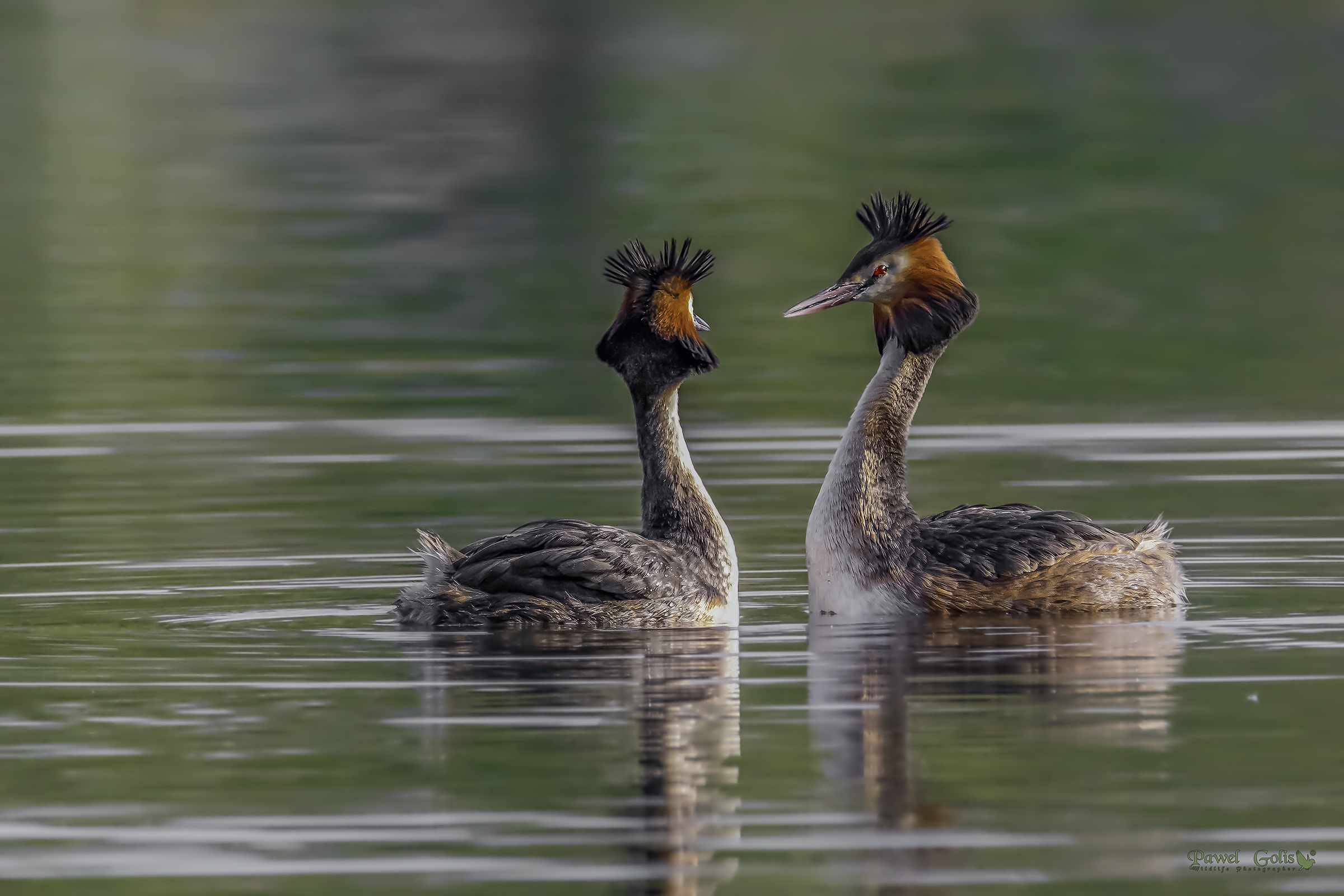 Grande grasso crestato (Podiceps cristatus)