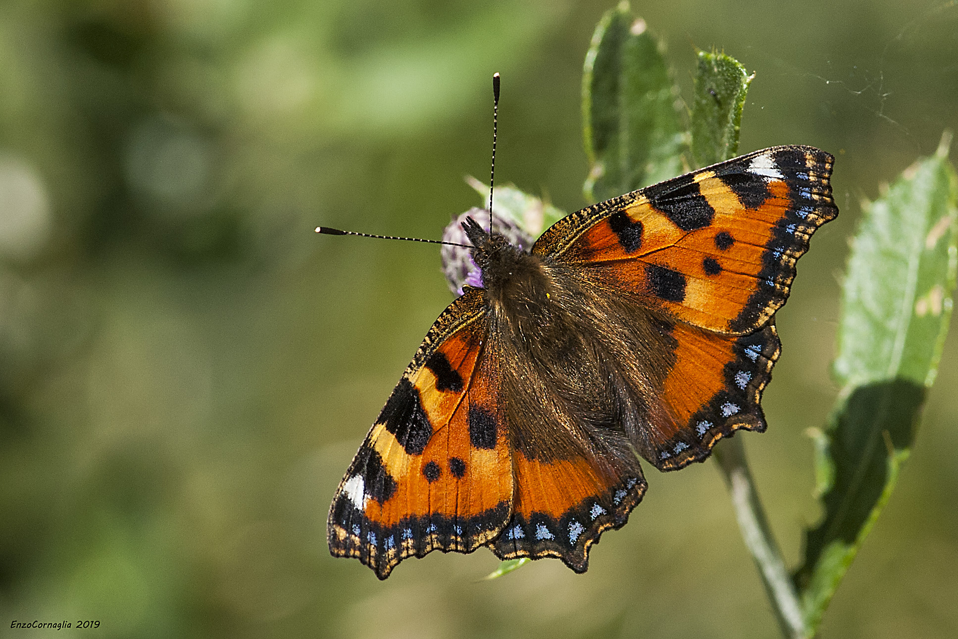 Aglais urticae
