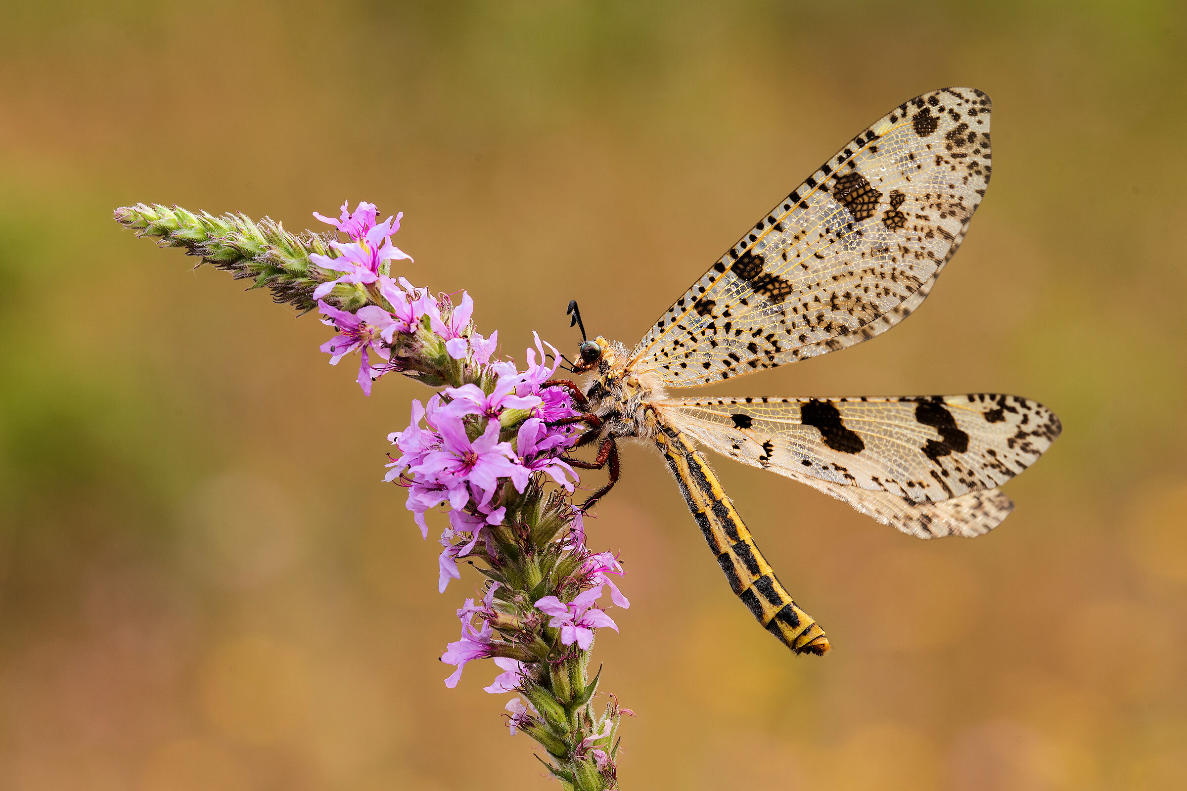 Palpares libelluloides