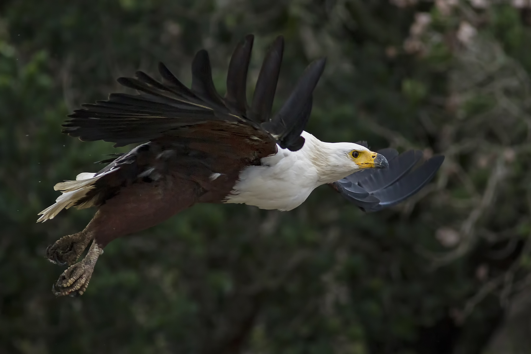 African fish eagle