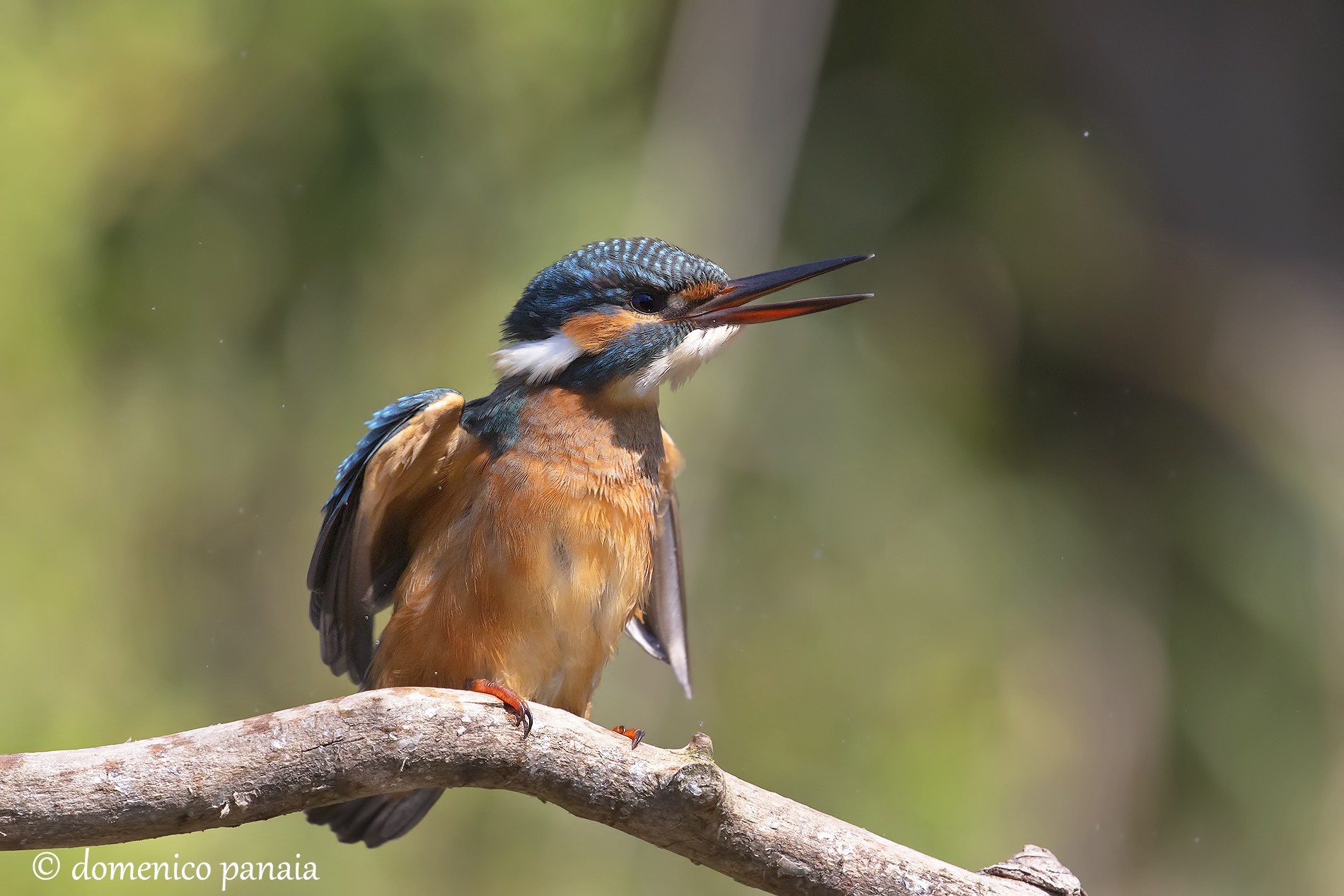 adesso sono proprio arrabbiata