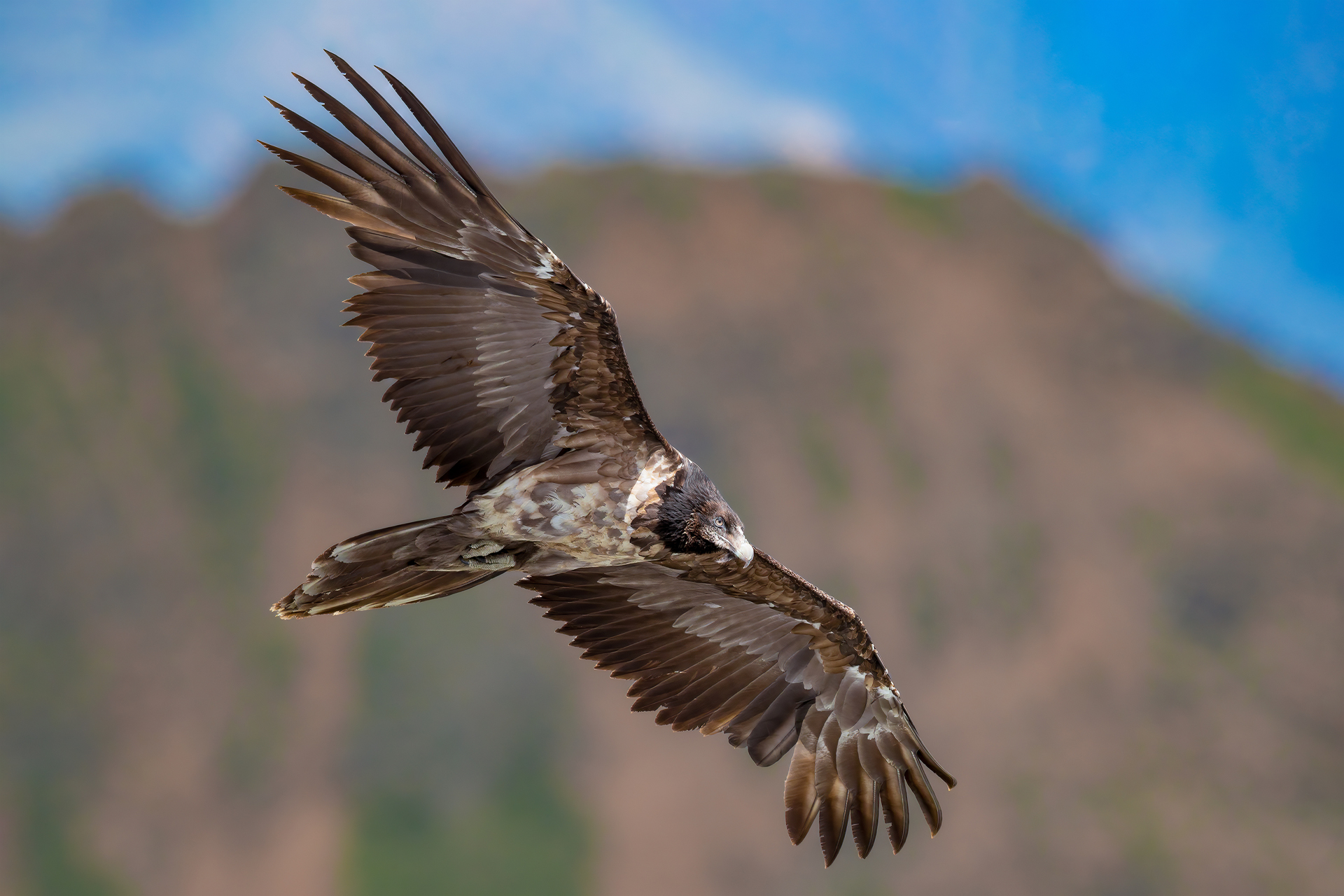 Gipeto barbuto (Gypaetus barbatus)