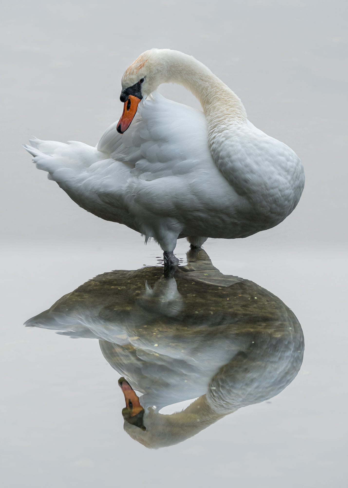 Specchio, Specchio.....