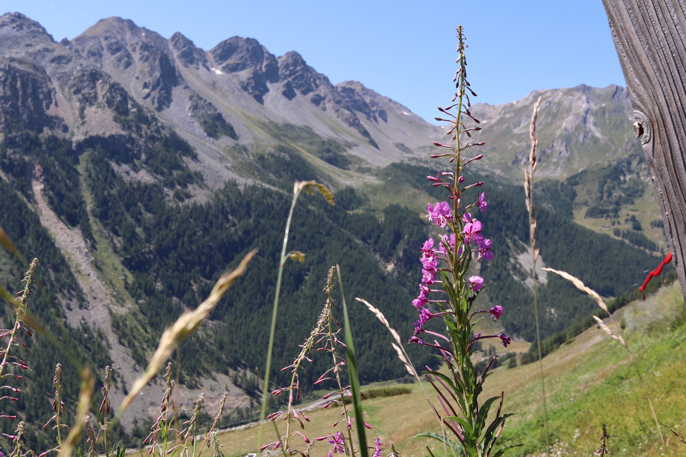 Ritratto floreale ambientato (credo...)