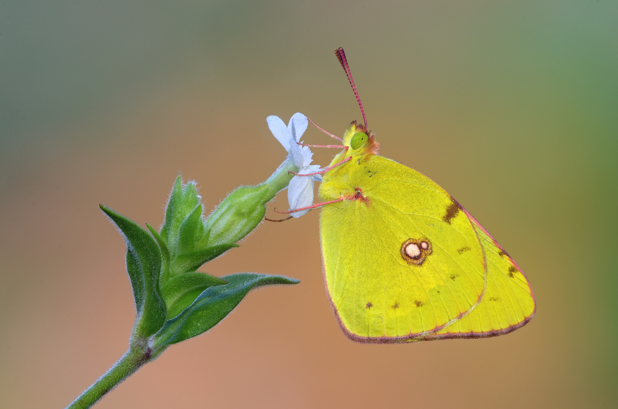 Colias crocea