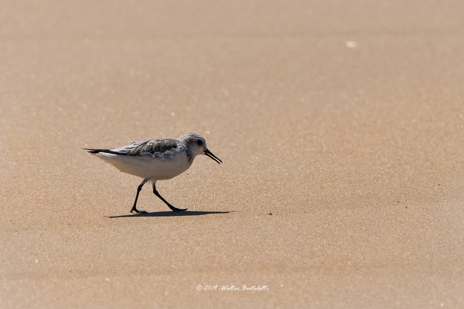 Piovanello tridattilo