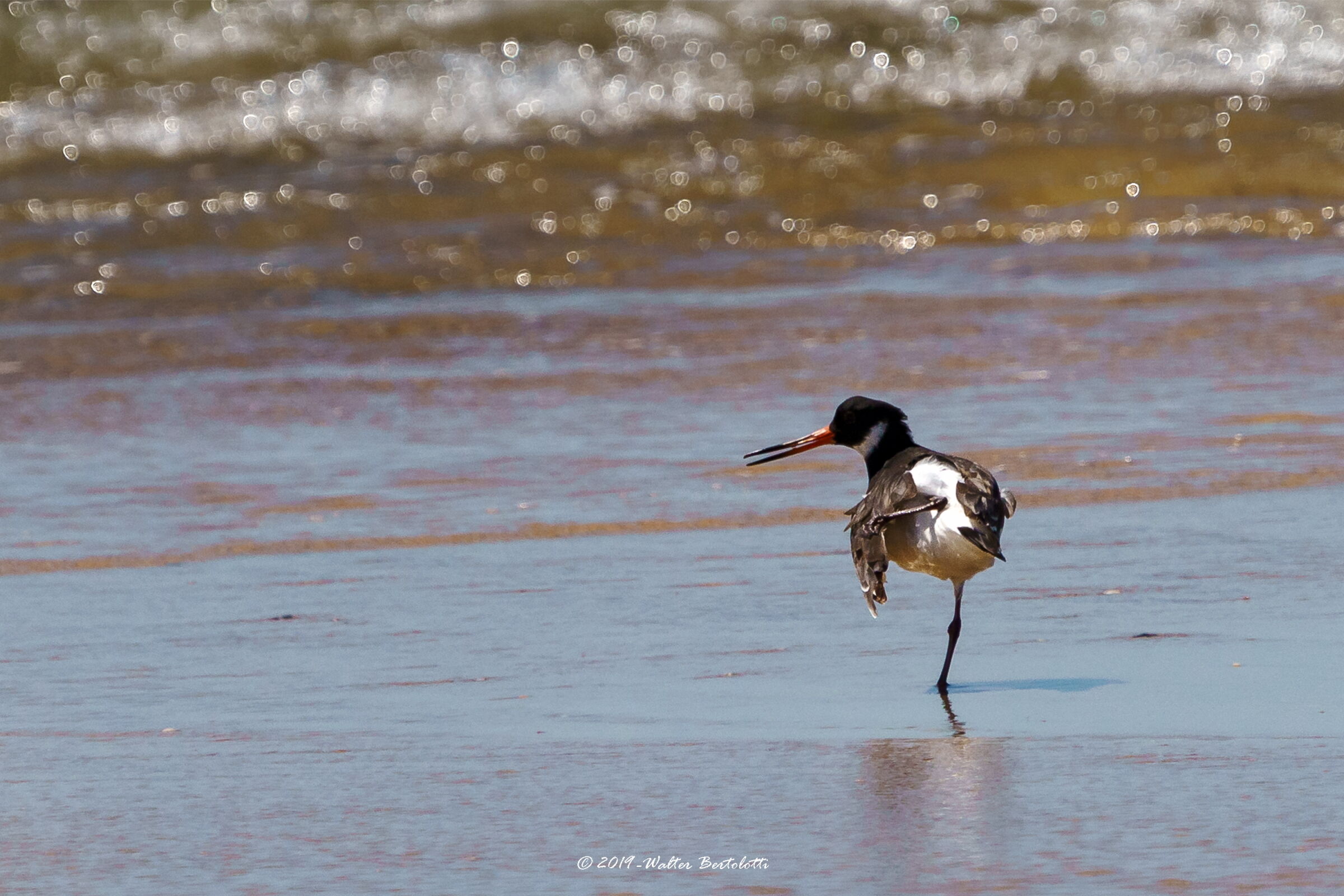 Stretching - beccaccia di mare