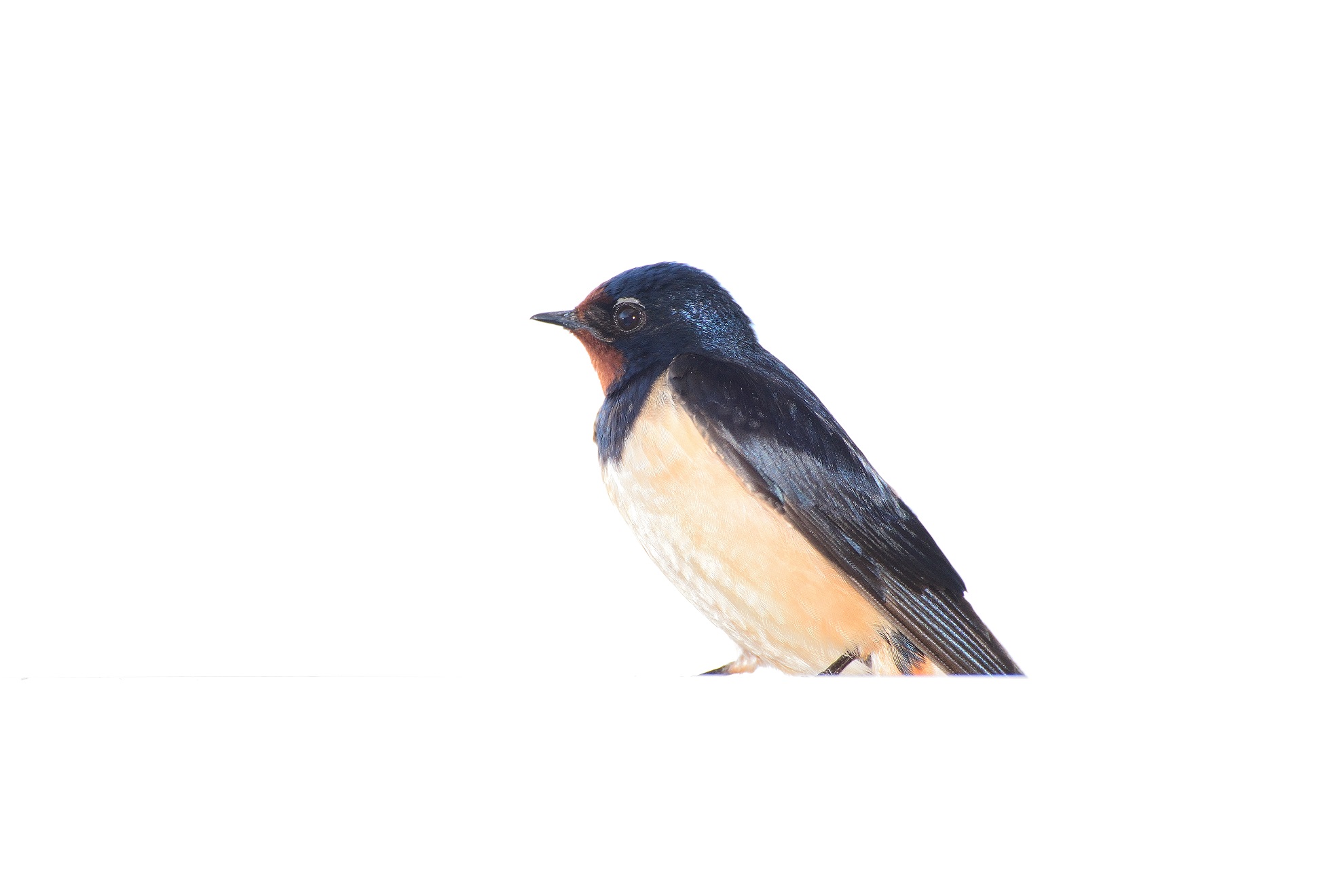 Rondine comune - Hirundo rustica