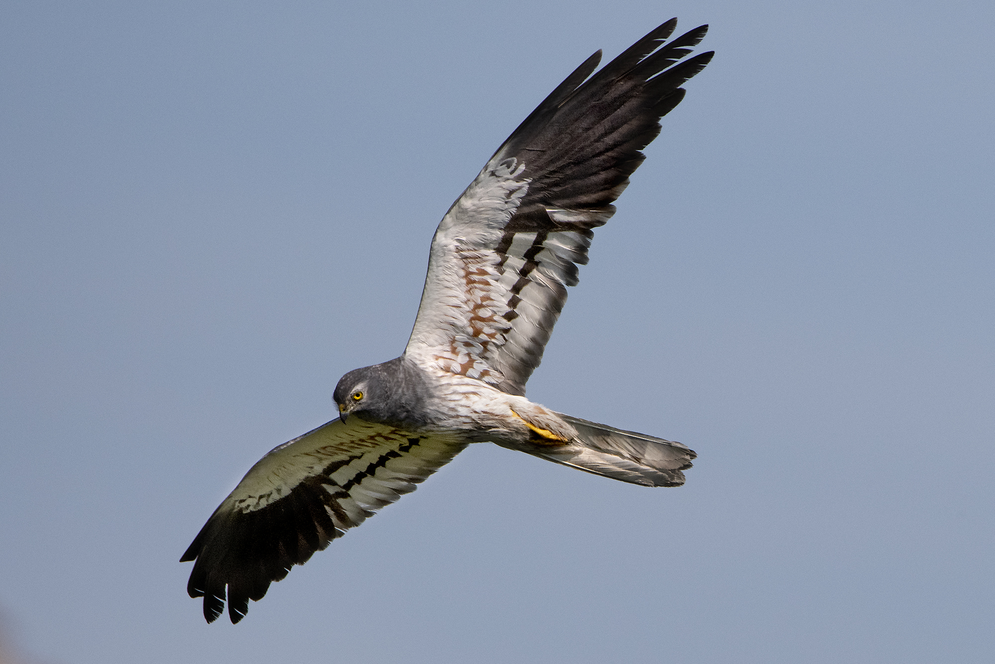 Albanella minore, maschio adulto