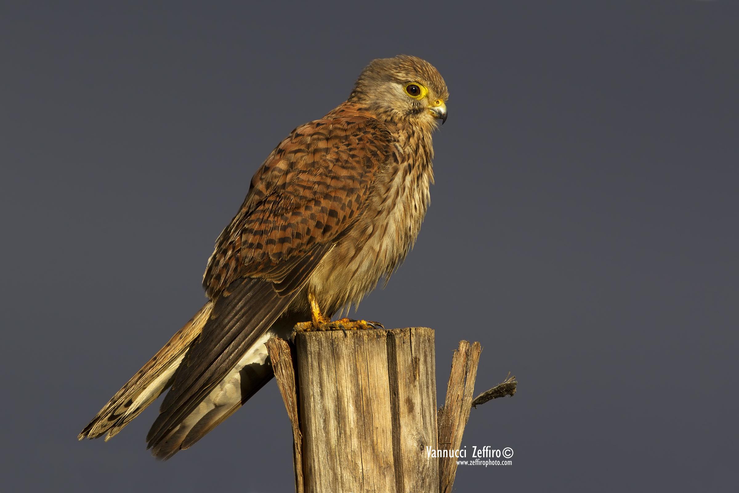Gheppio  (falco tinnunculus)  kestrel