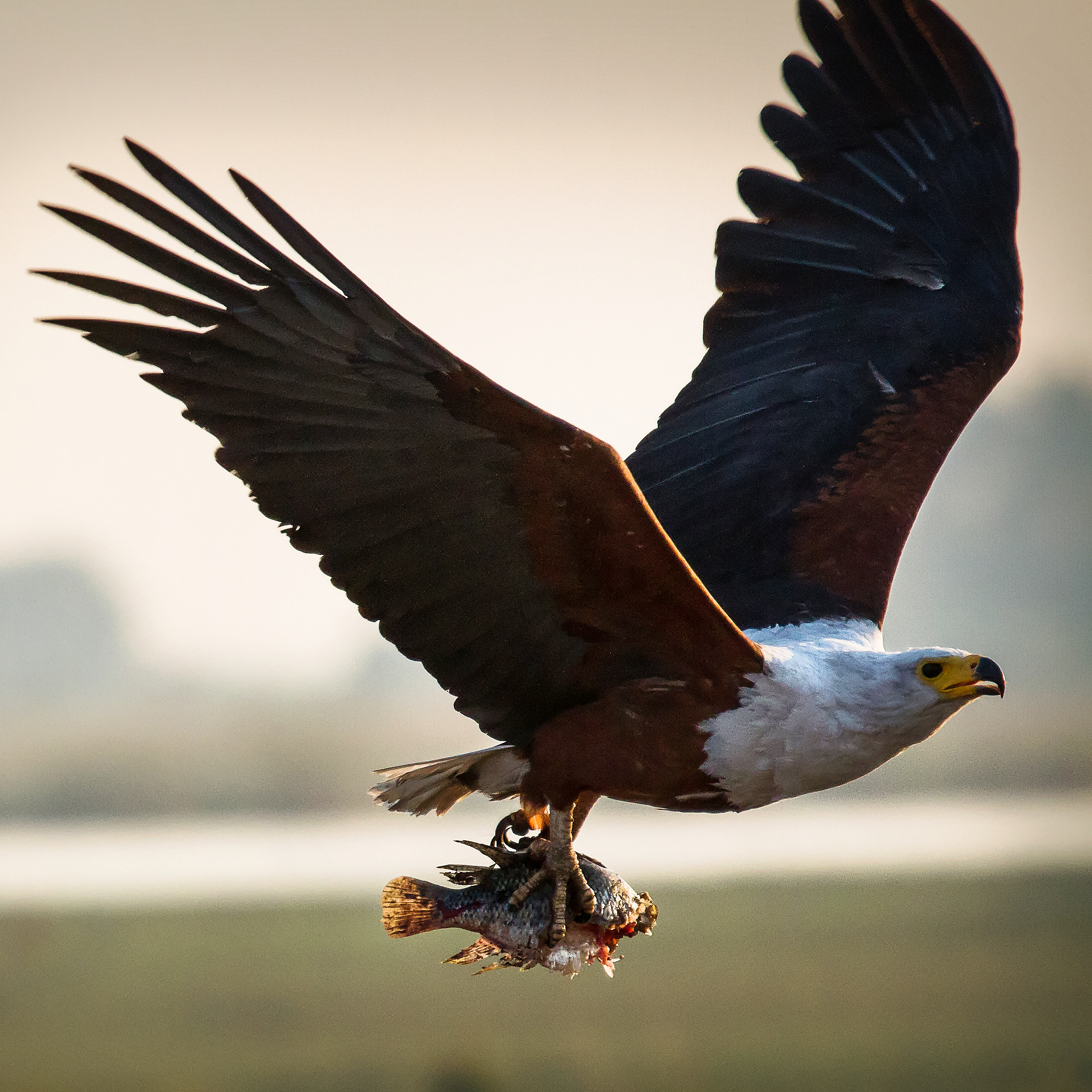 Pesce Fresco dal Chobe