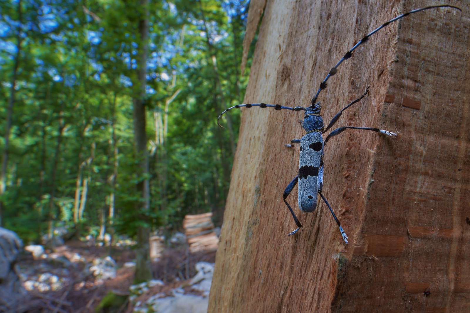 L'emblema della sana faggeta