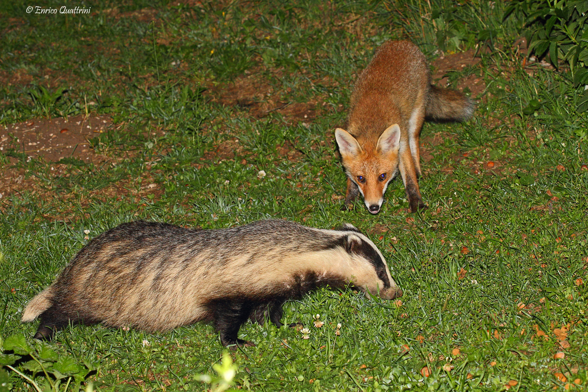 Incontri notturni ravvicinati