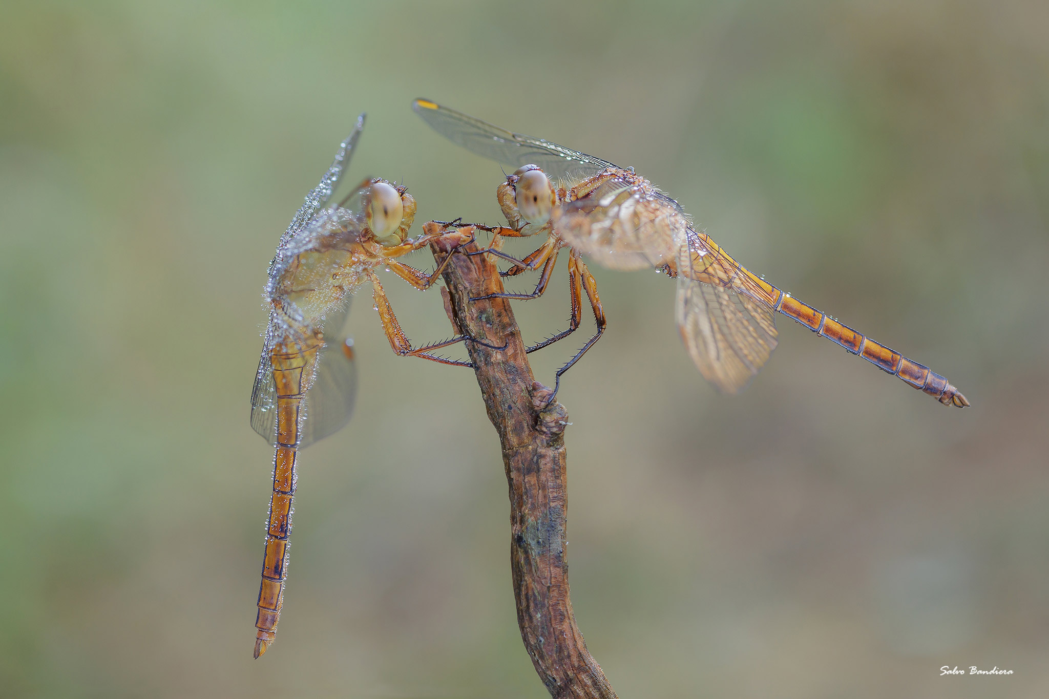 Pair of Orthetrum-coerulescens