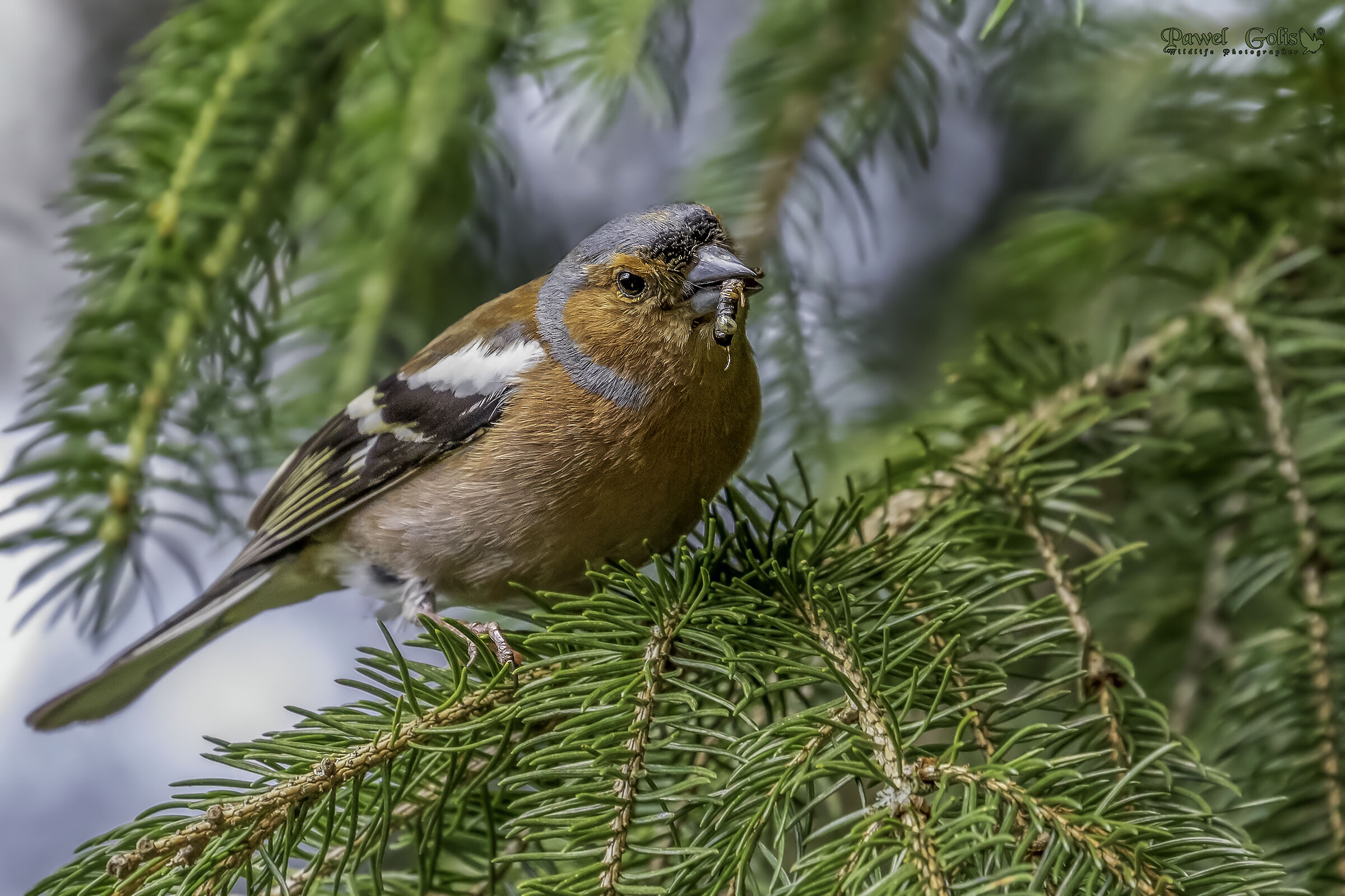 Chaffinch comune (Fringilla coelebs)