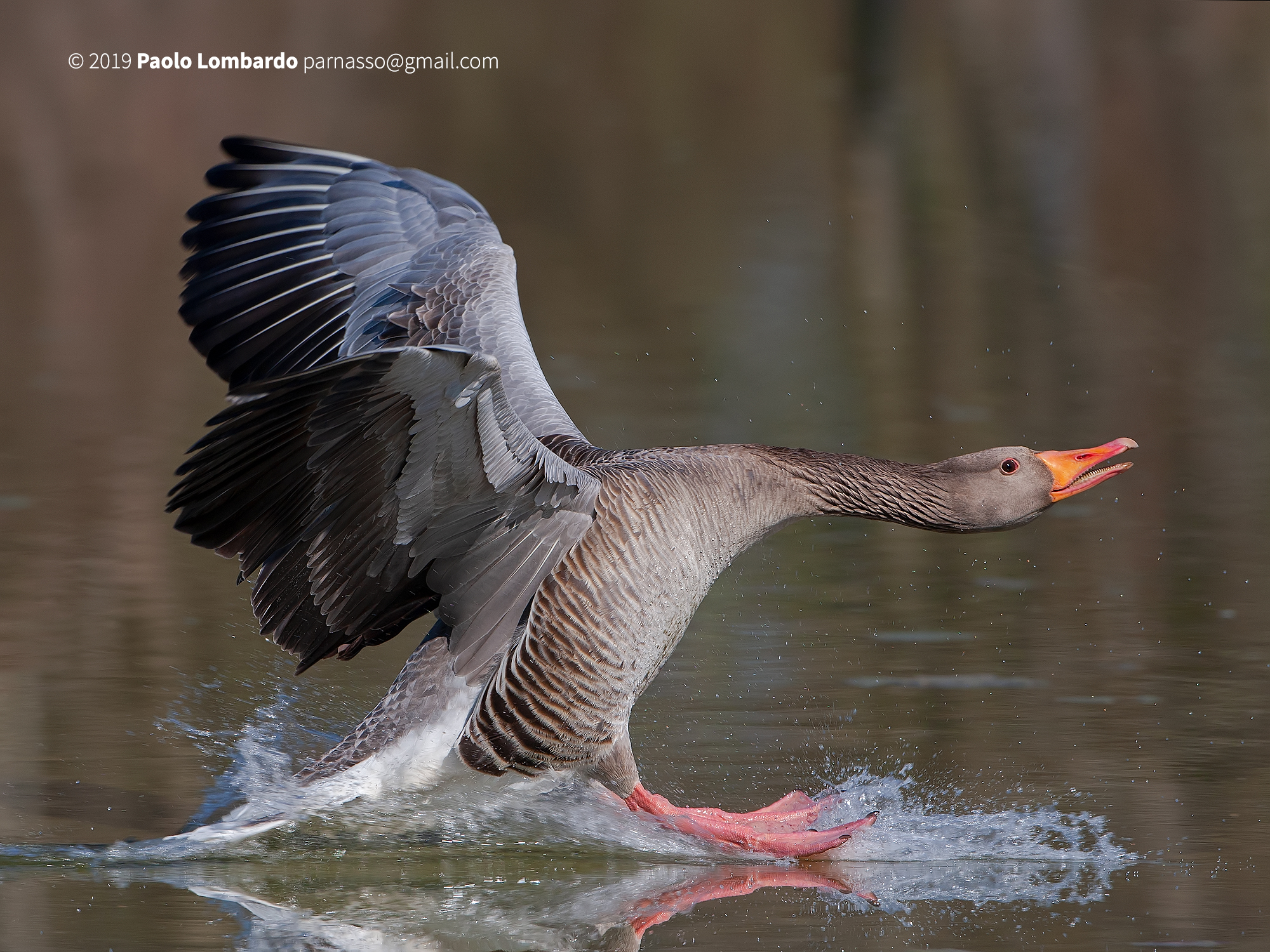 Greylag goose - Anser anser - Oca selvatica