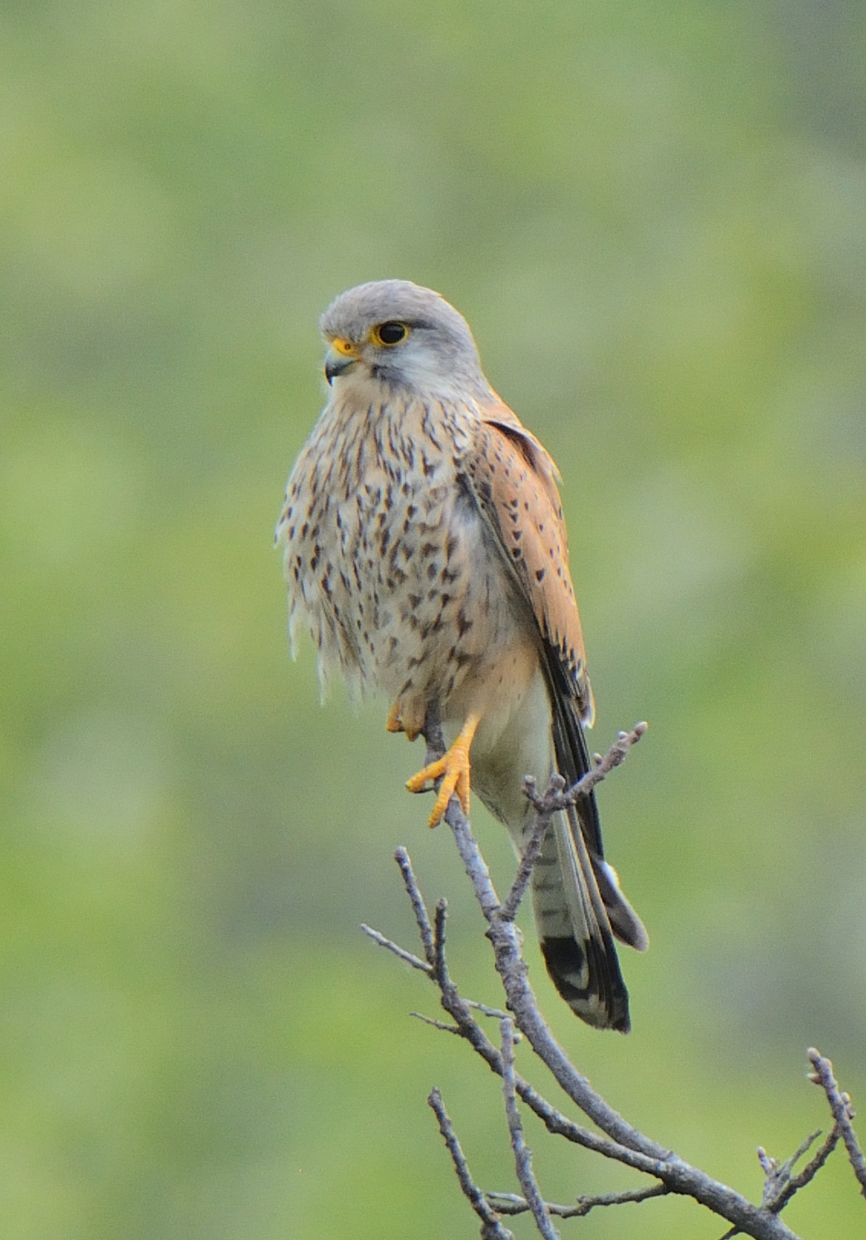 Kestrel
