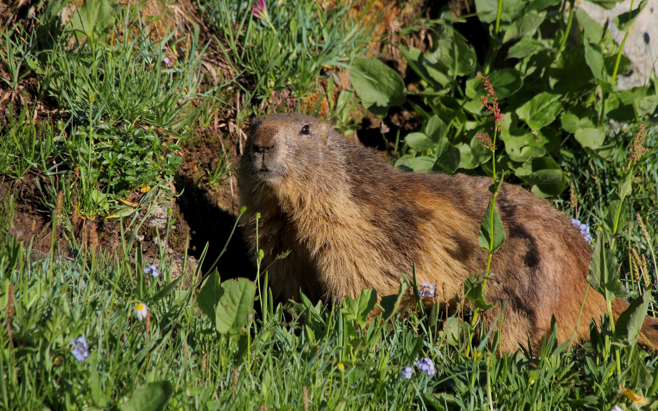 Marmotta
