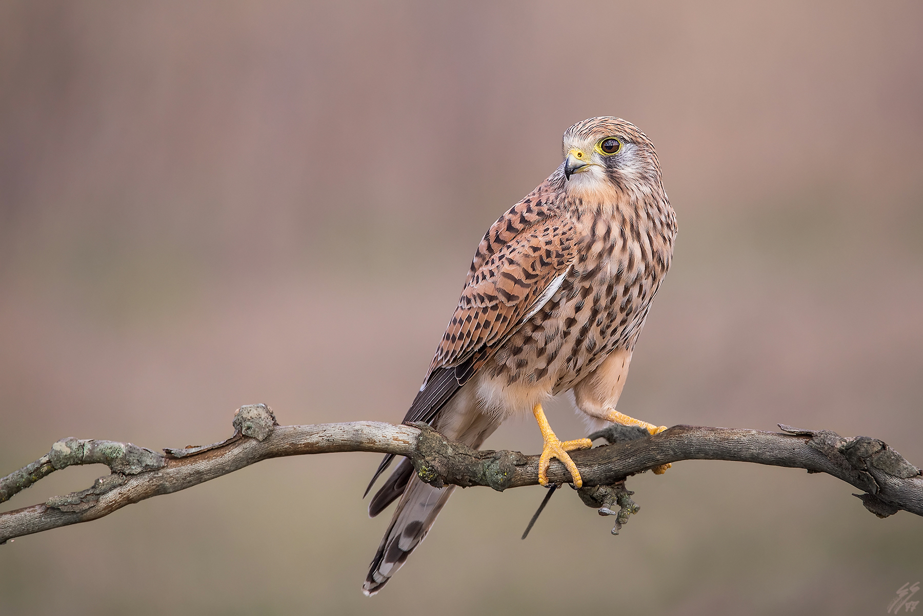 ..gheppio con preda..