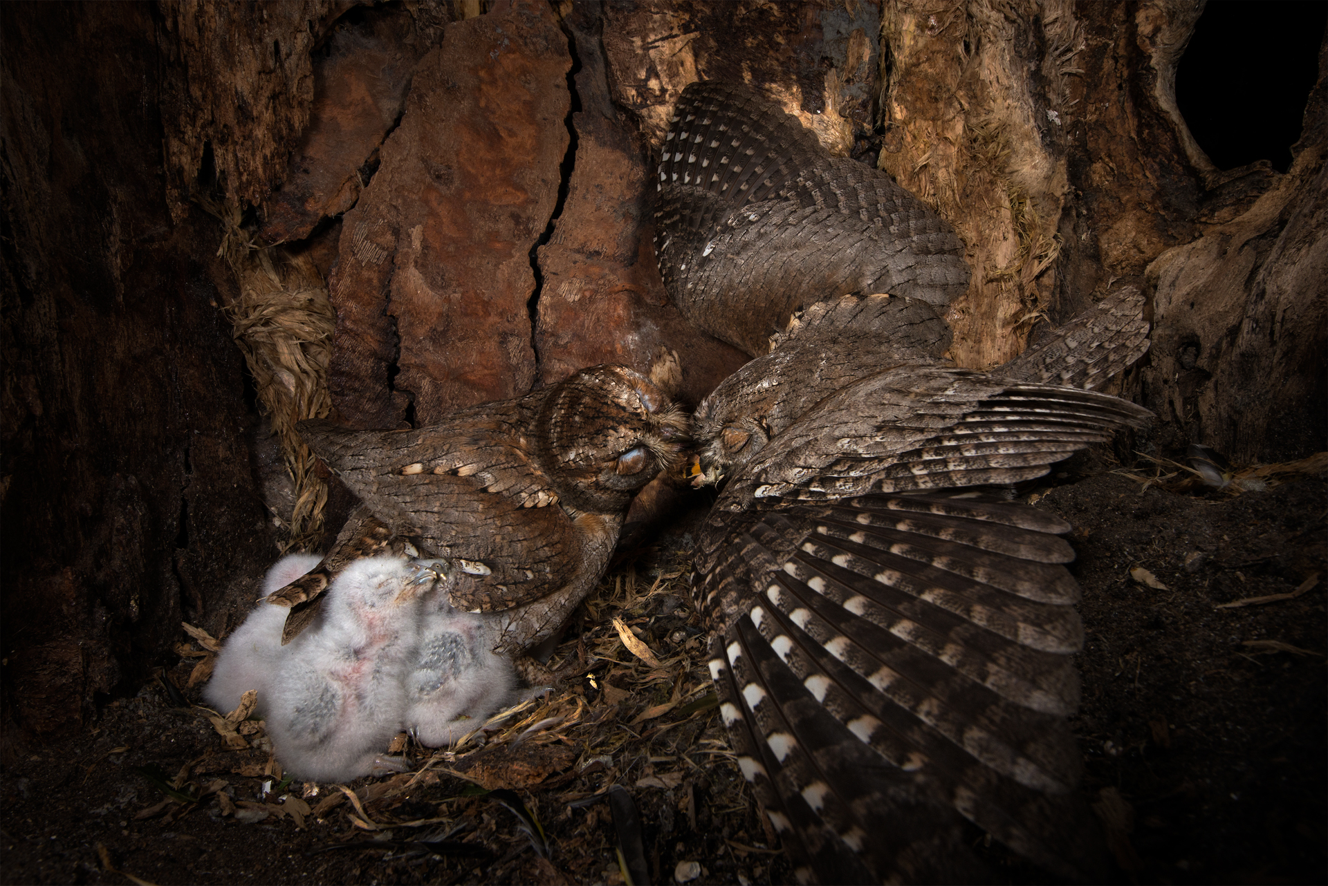 Inside the nest