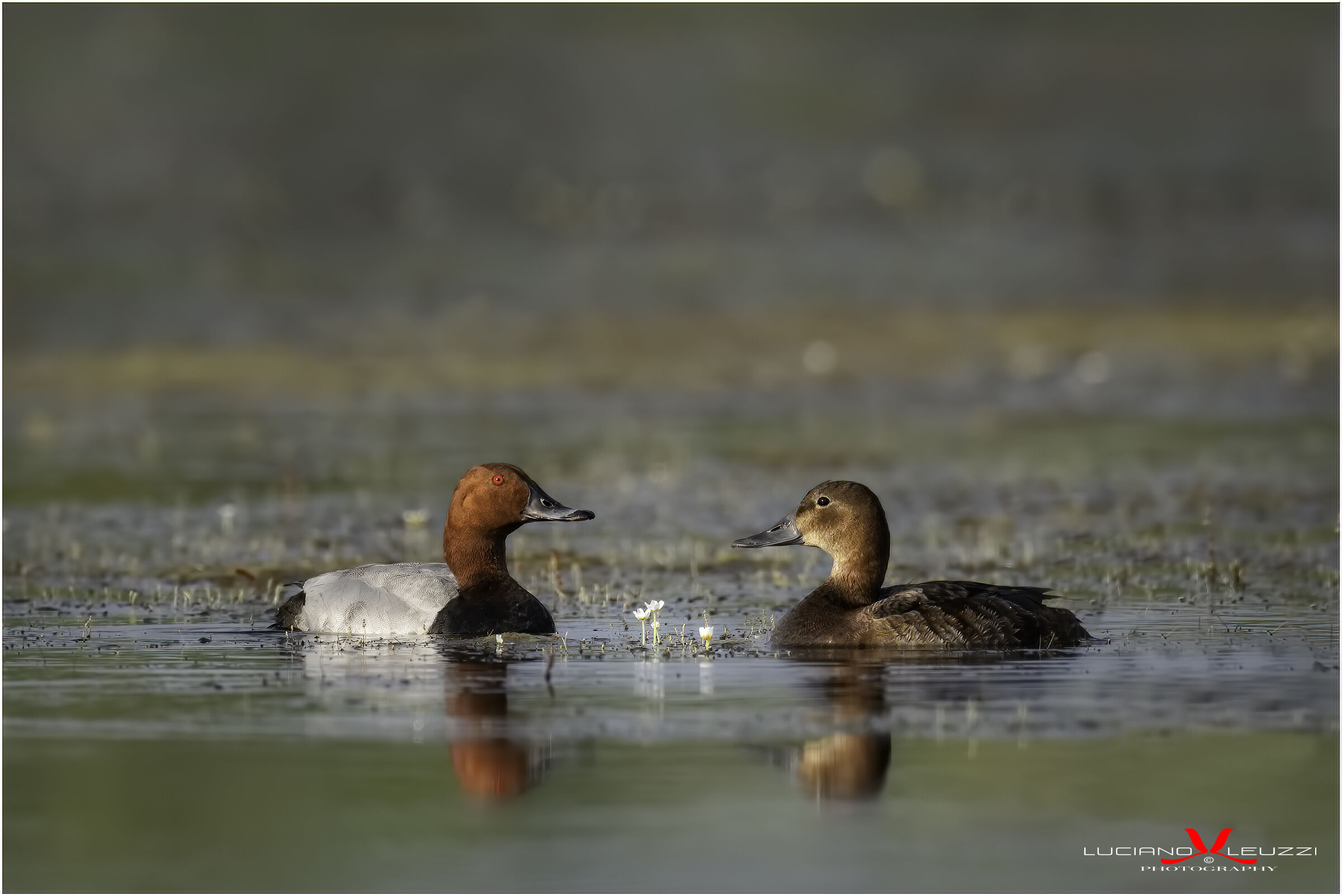Lui & Lei ai giardinetti