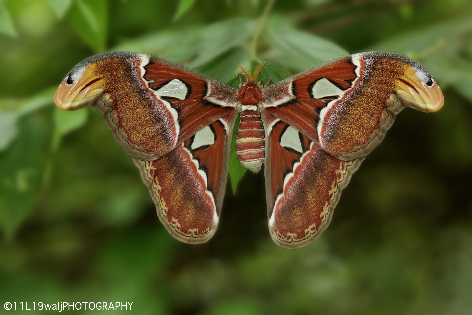 Atlas Moth