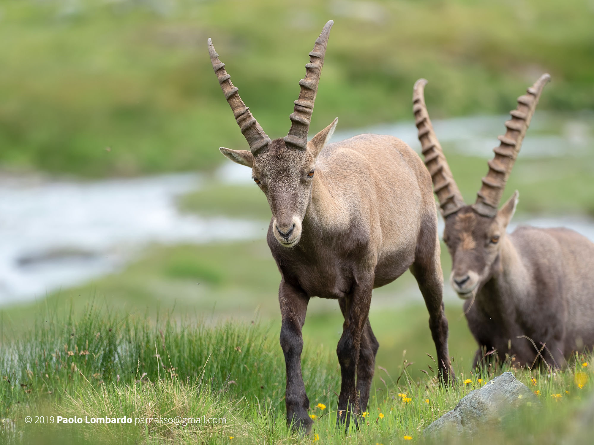 Capra ibex - Steinbock - Stambecco Capra ibex