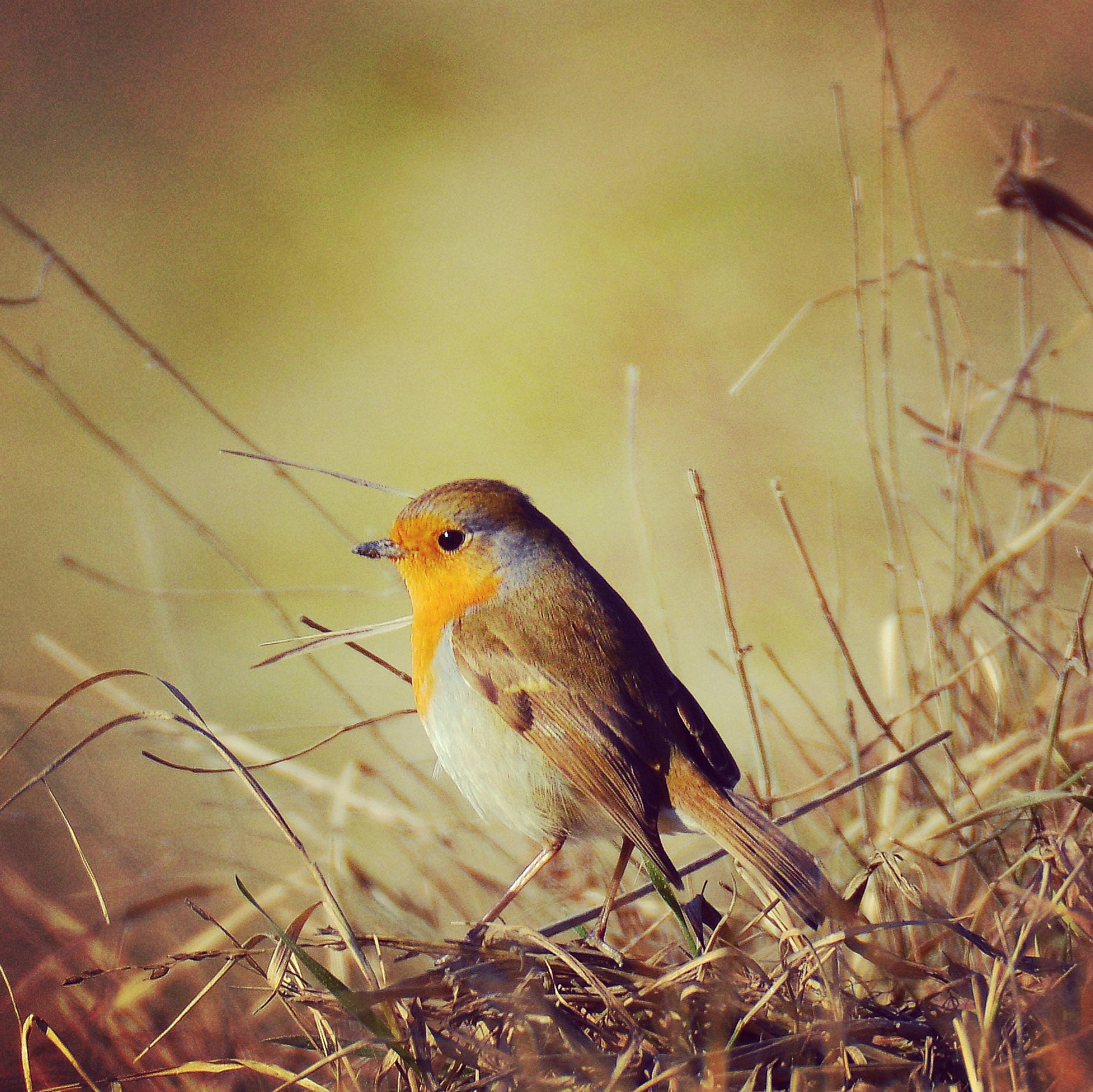 Robin, in attesa del loro ritorno!