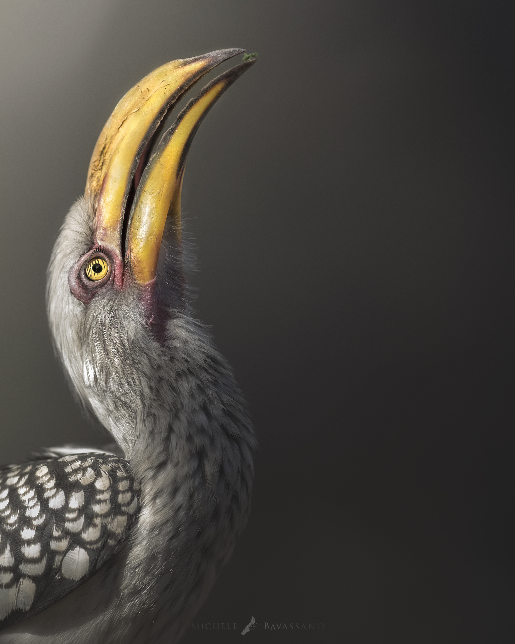 "Yellow-billed Hornbill"