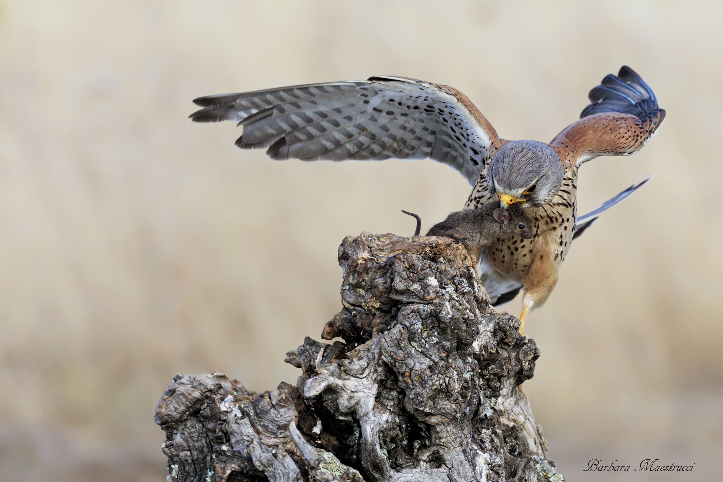 Kestrel..