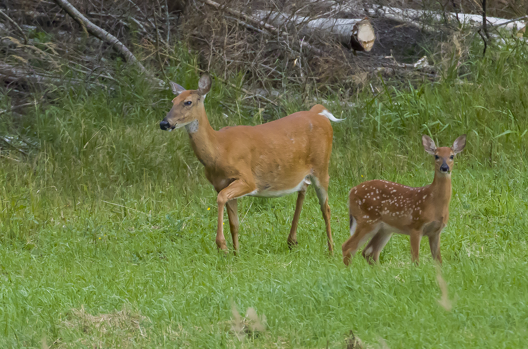 Cervo dalla coda bianca