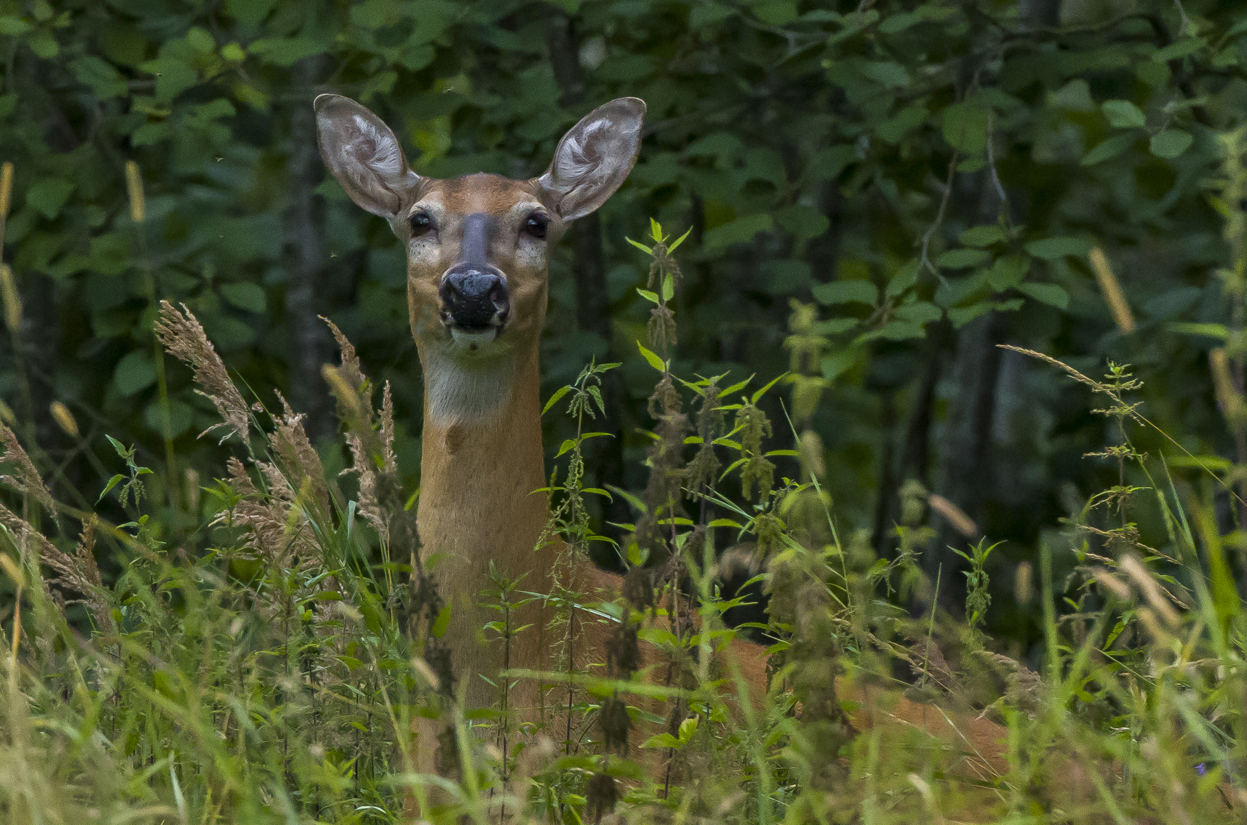 Cervo dalla coda bianca