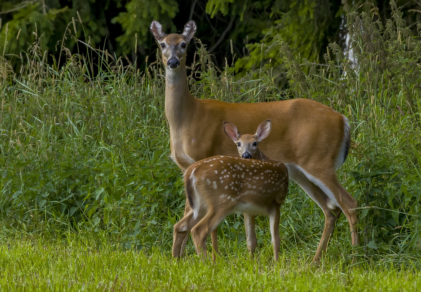 Cervo dalla coda bianca
